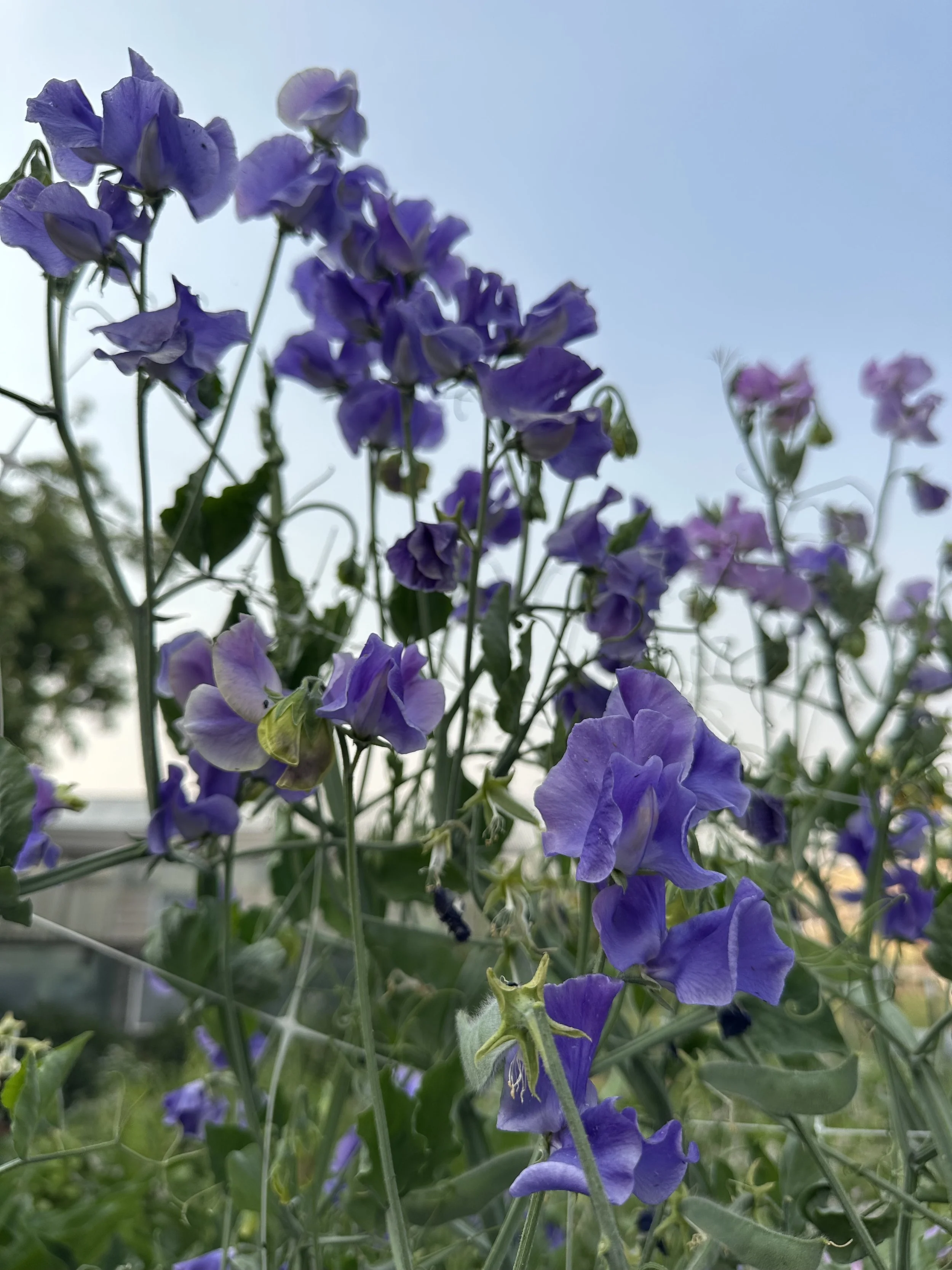 IMG_1254.jpeg