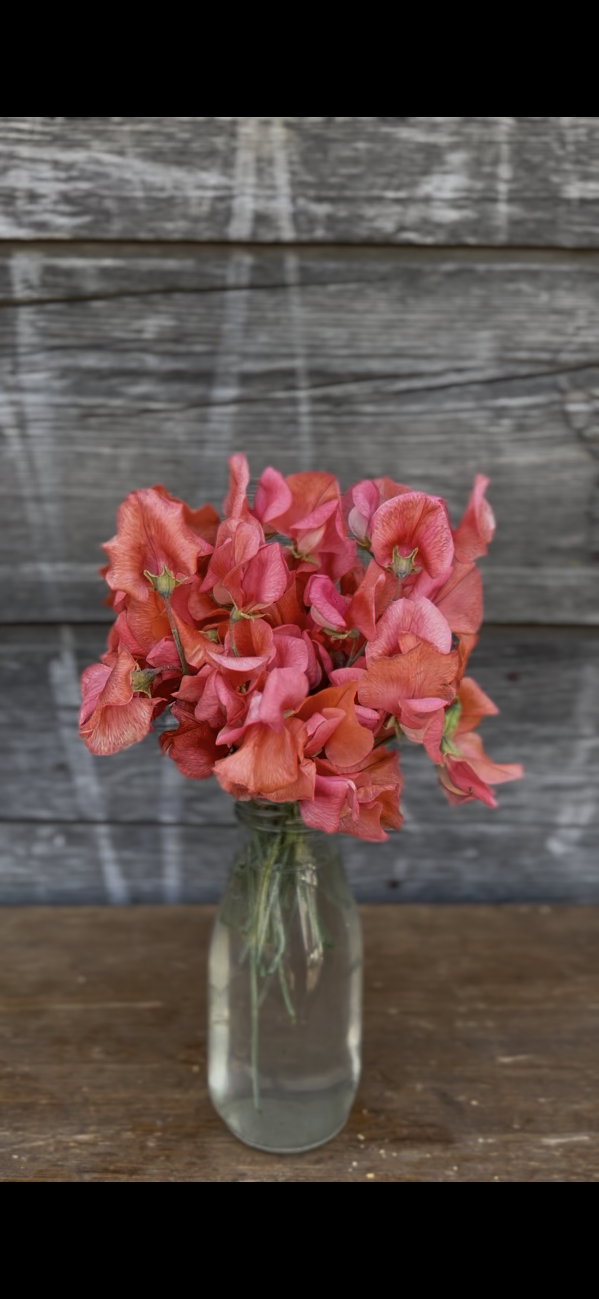 Prince of Orange Sweet Pea Seeds