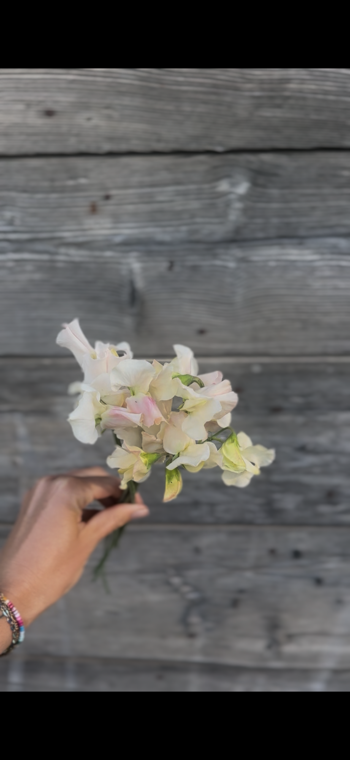 Piggy Sue Sweet Pea Seeds