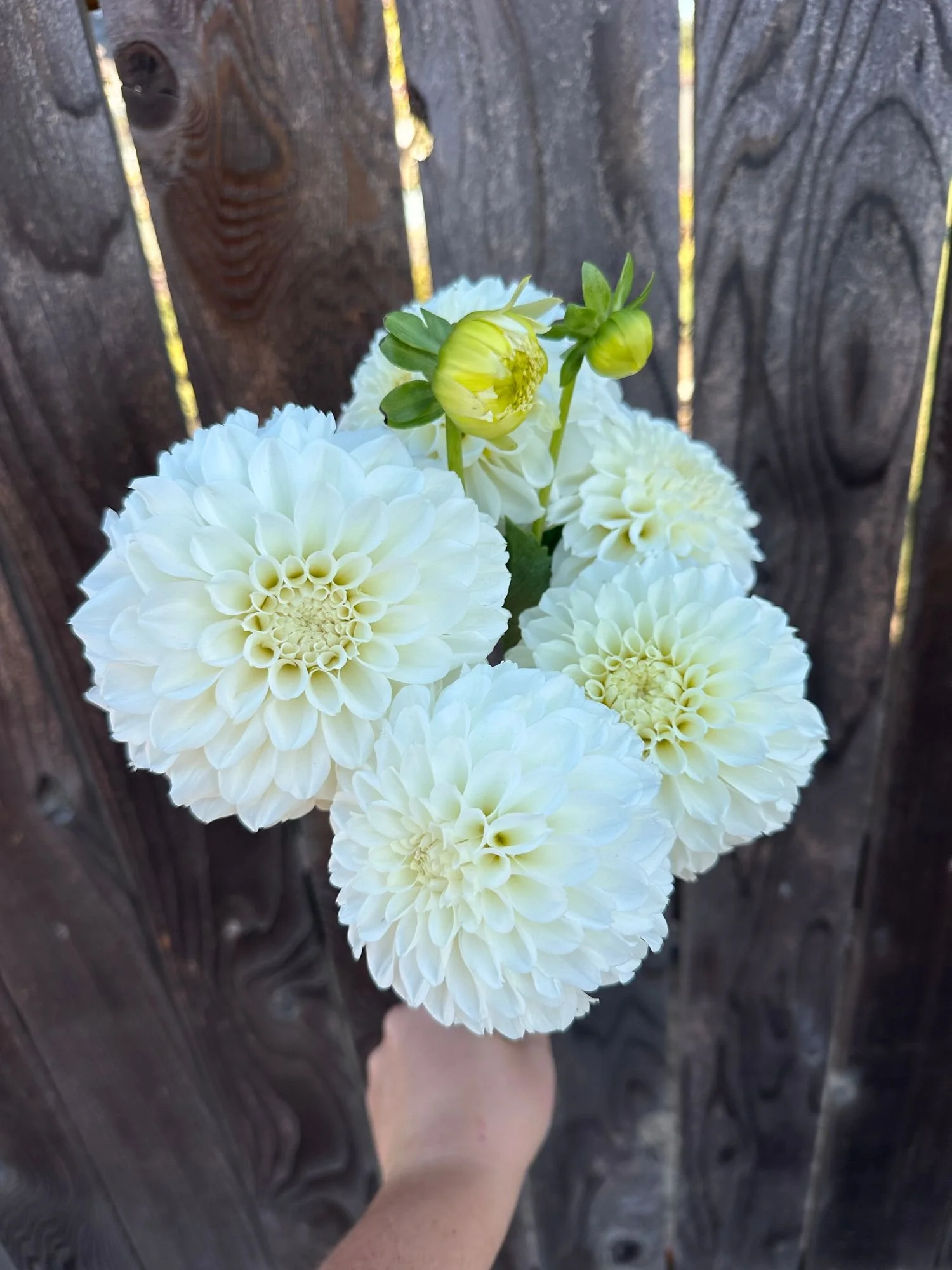 Dahlia 'Irish Ruffles'