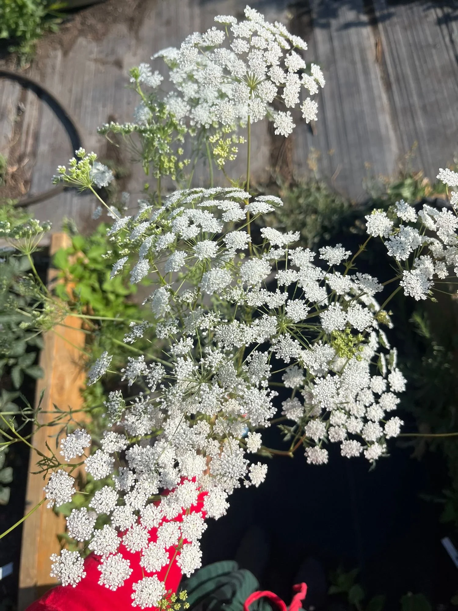 Ammi