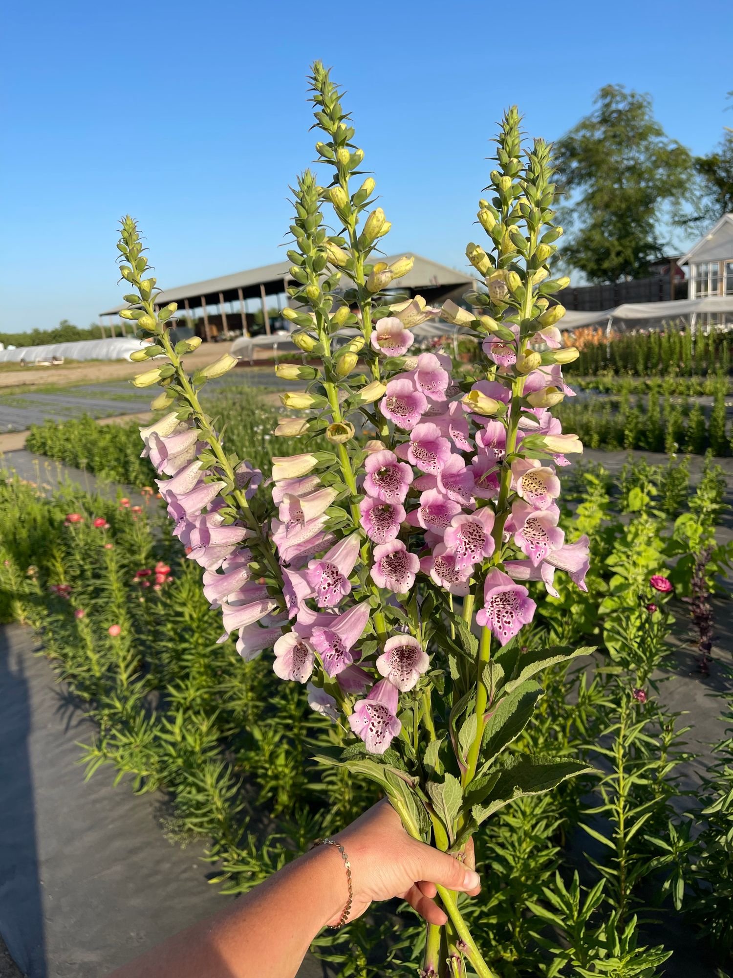 Foxglove 'Camelot'
