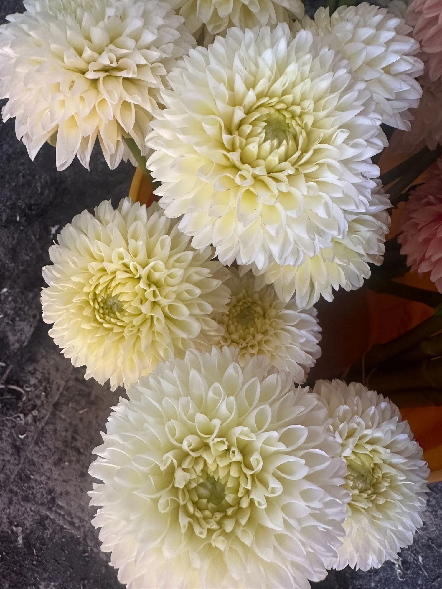 Dahlia 'Creamy Yellow Mix'