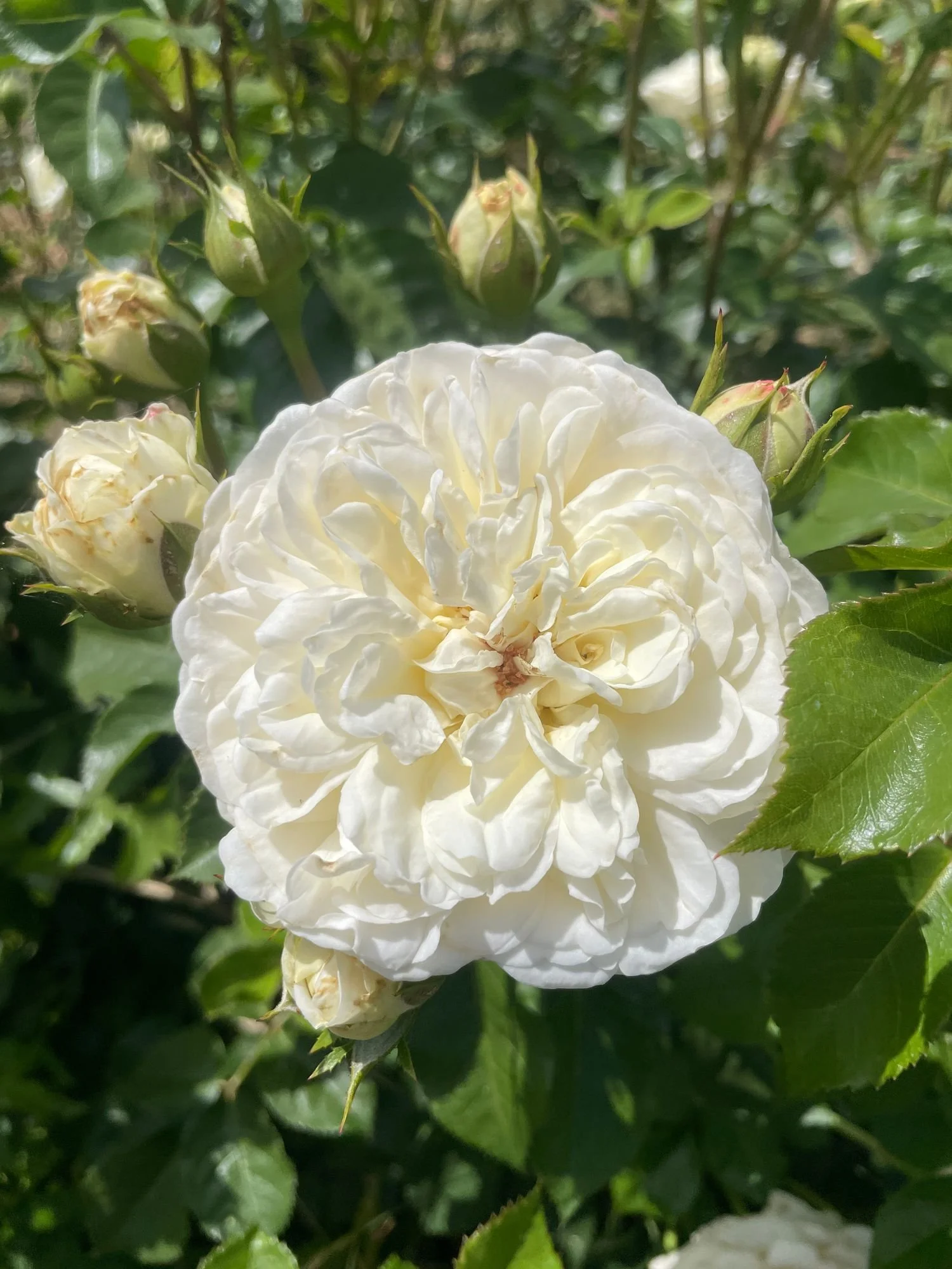Garden Rose 'Tranquility'