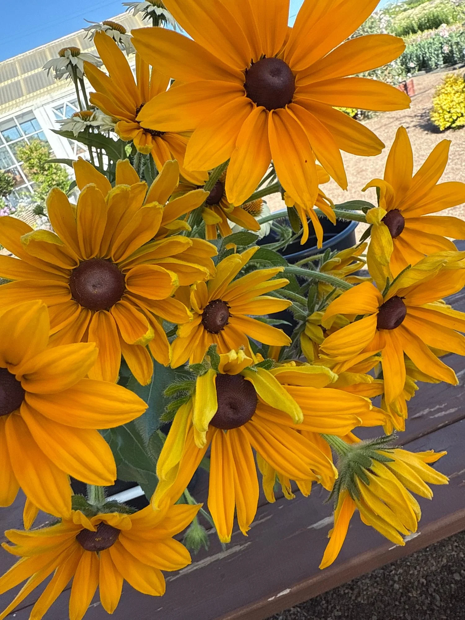 Rudbeckia 'Irish Eyes'