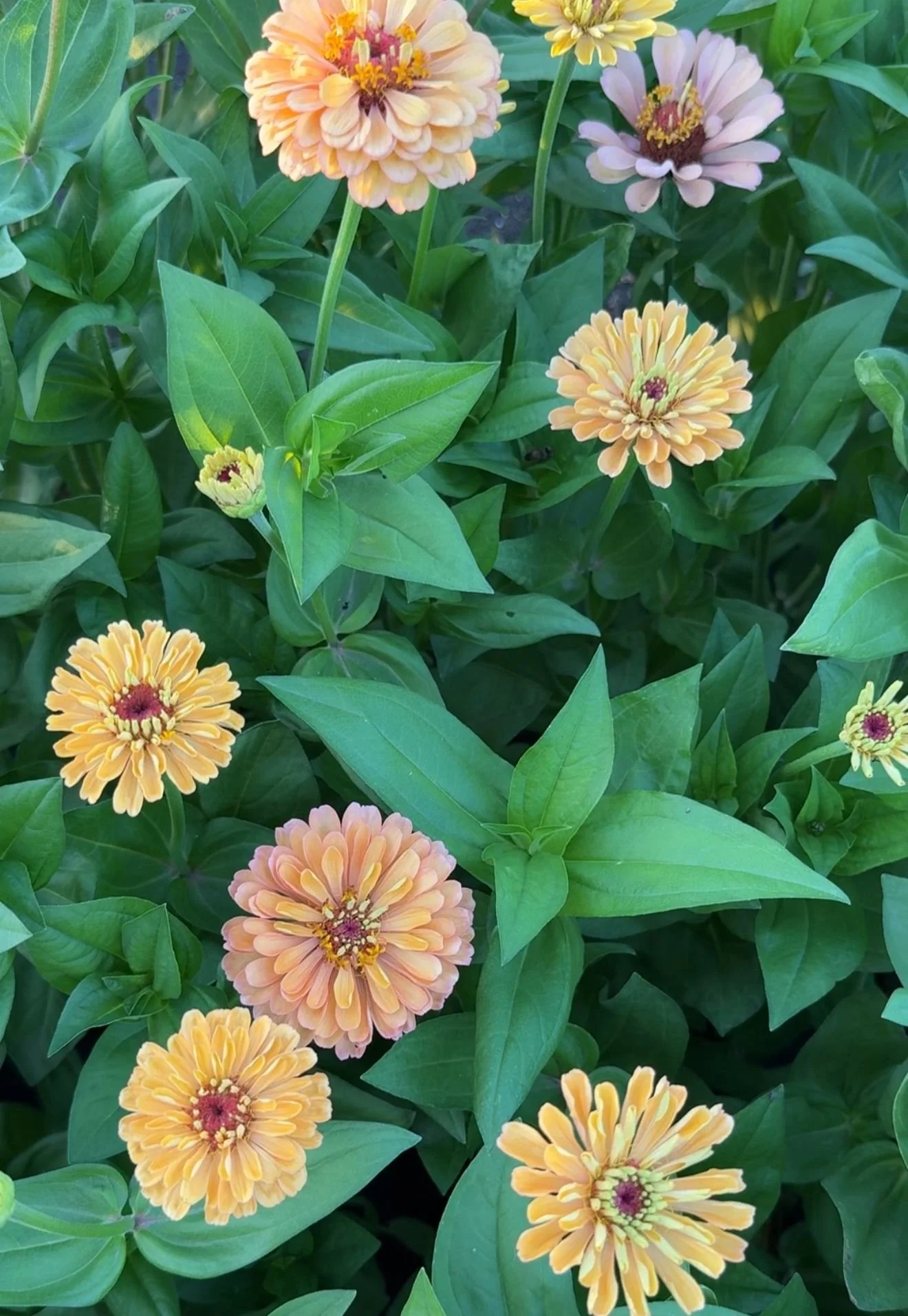 Zinnia 'Golden Hour'
