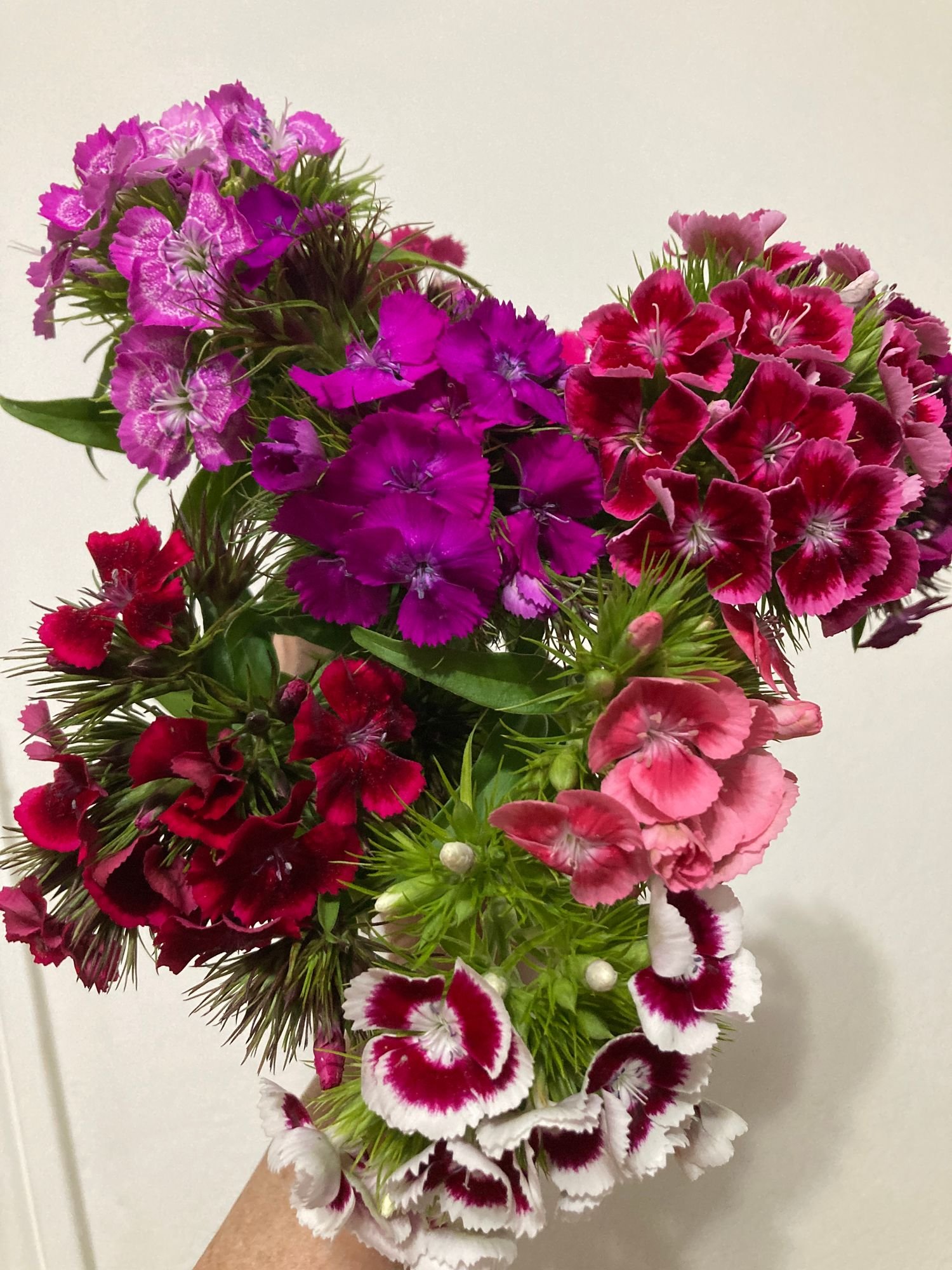 Dianthus 'Electron'