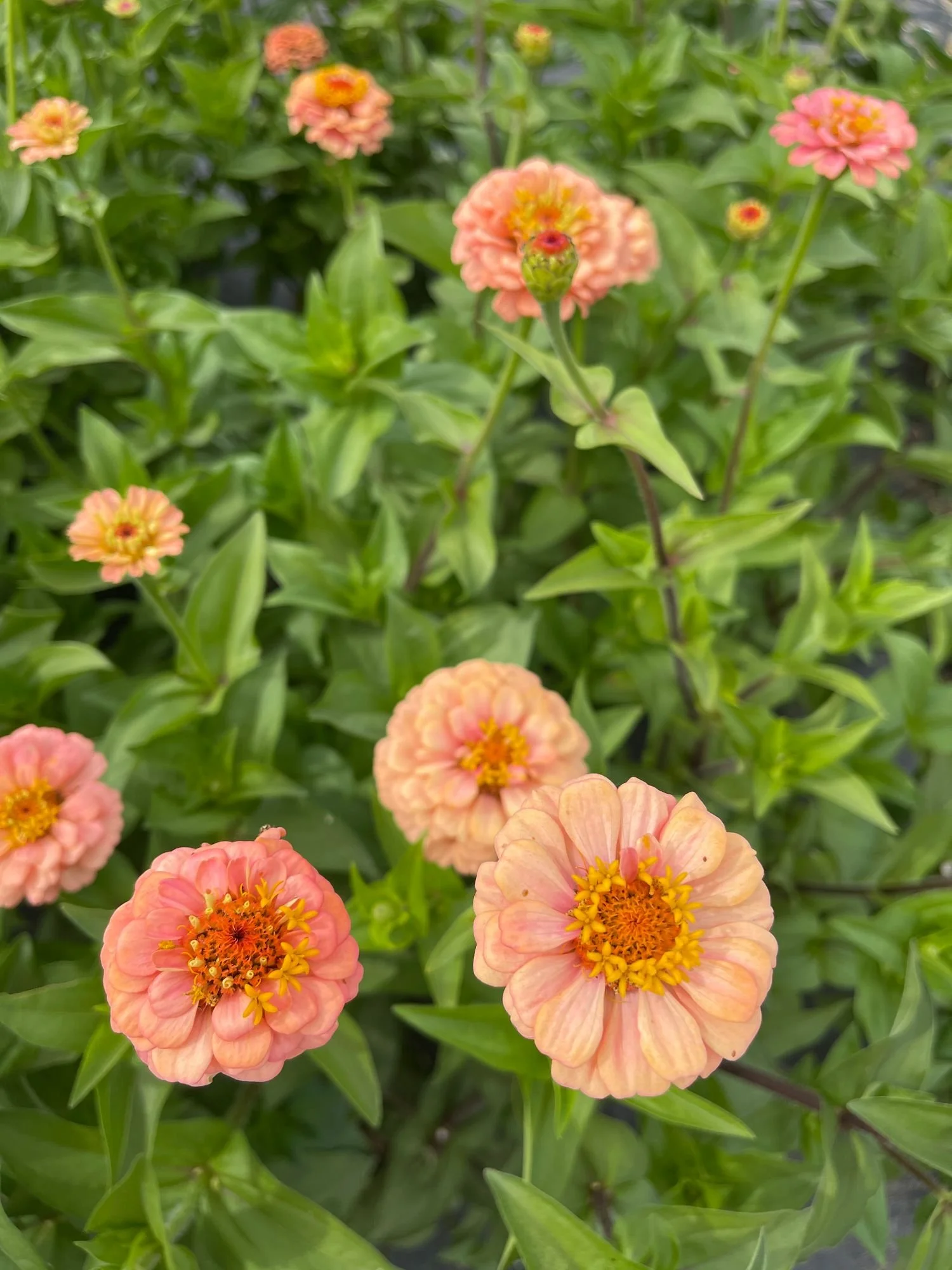 Zinnia 'Oklahoma Salmon'