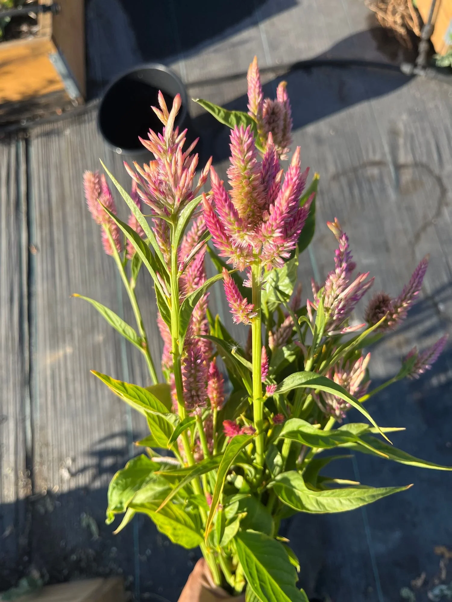 Celosia 'Celway Teracotta'