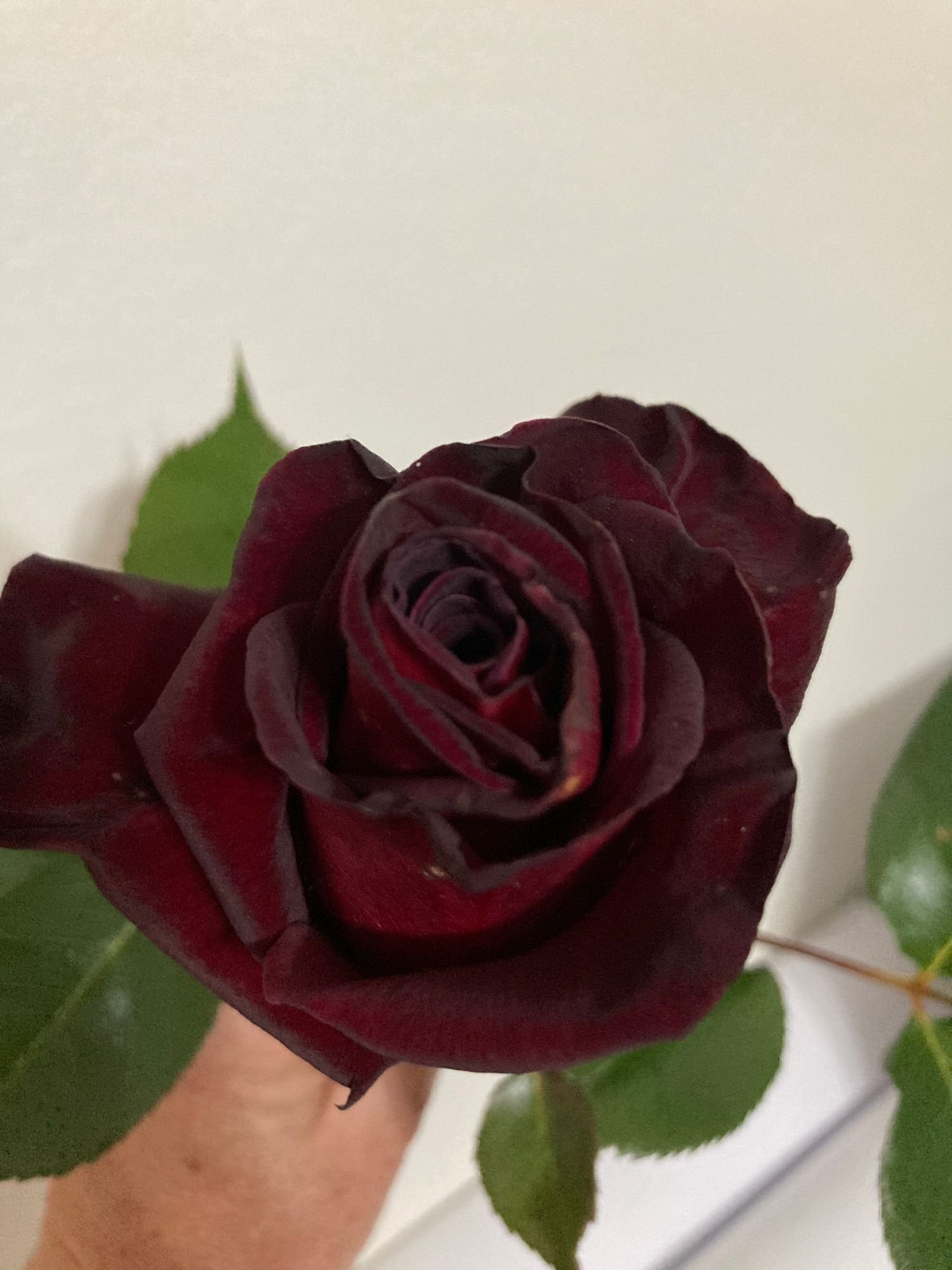 Rose 'Black Baccara'