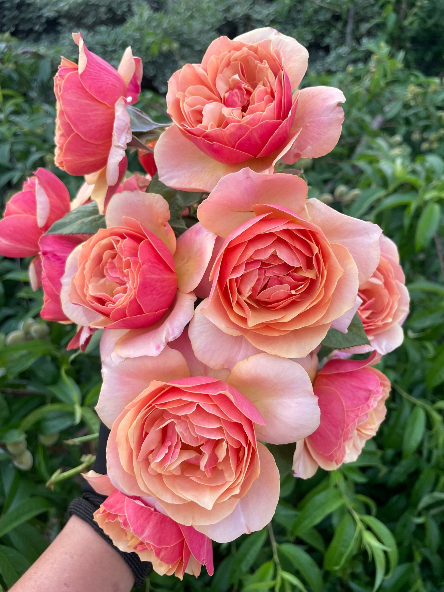 Rose 'State of Grace'