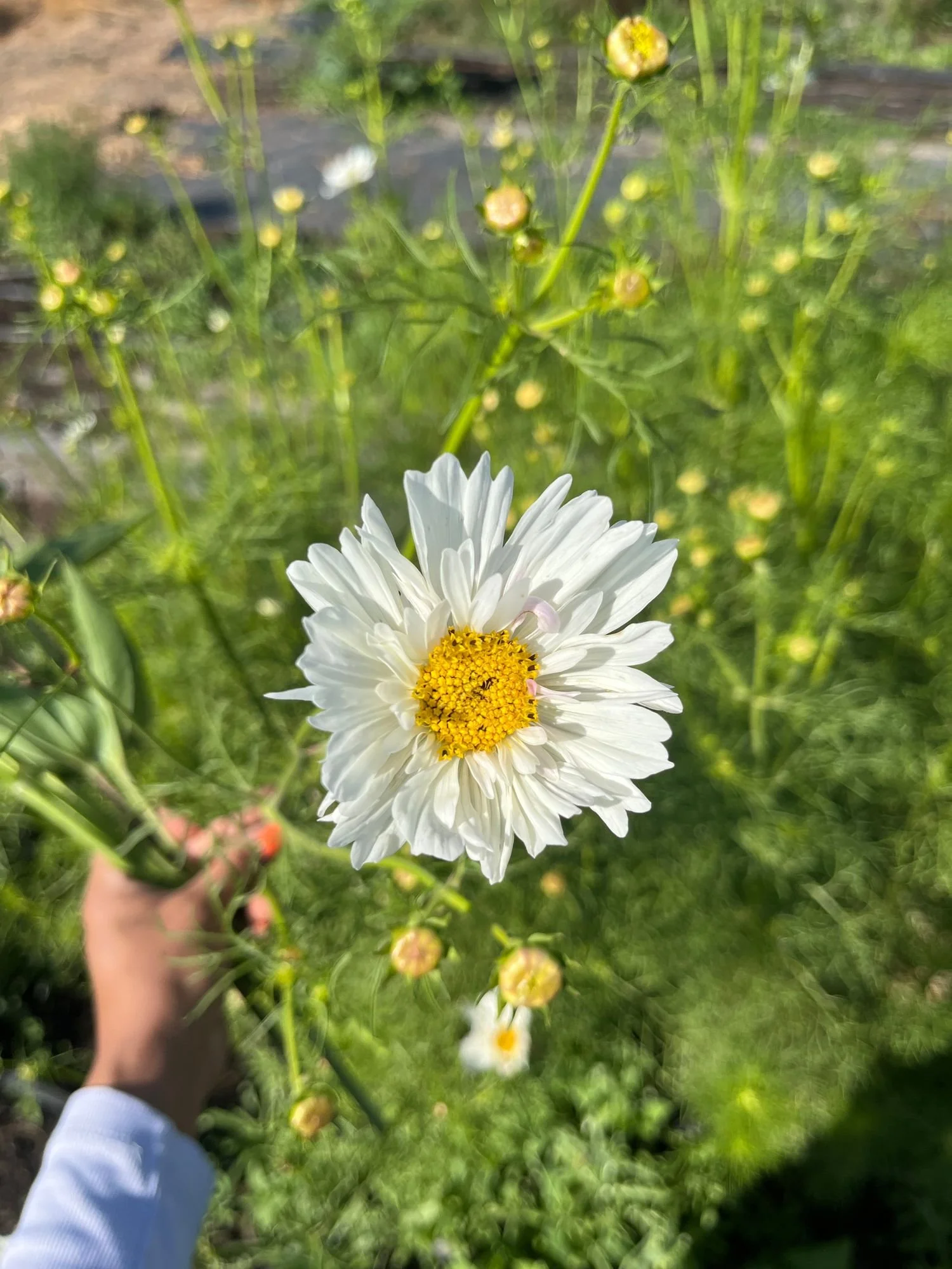 Cosmos 'Fizzy'