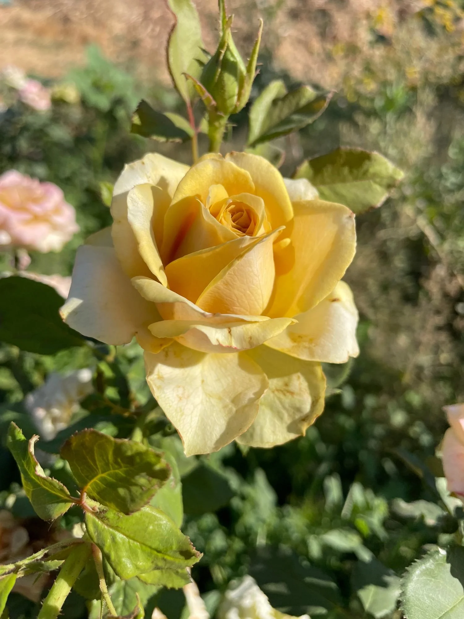 Garden Rose 'Golden Mustard'