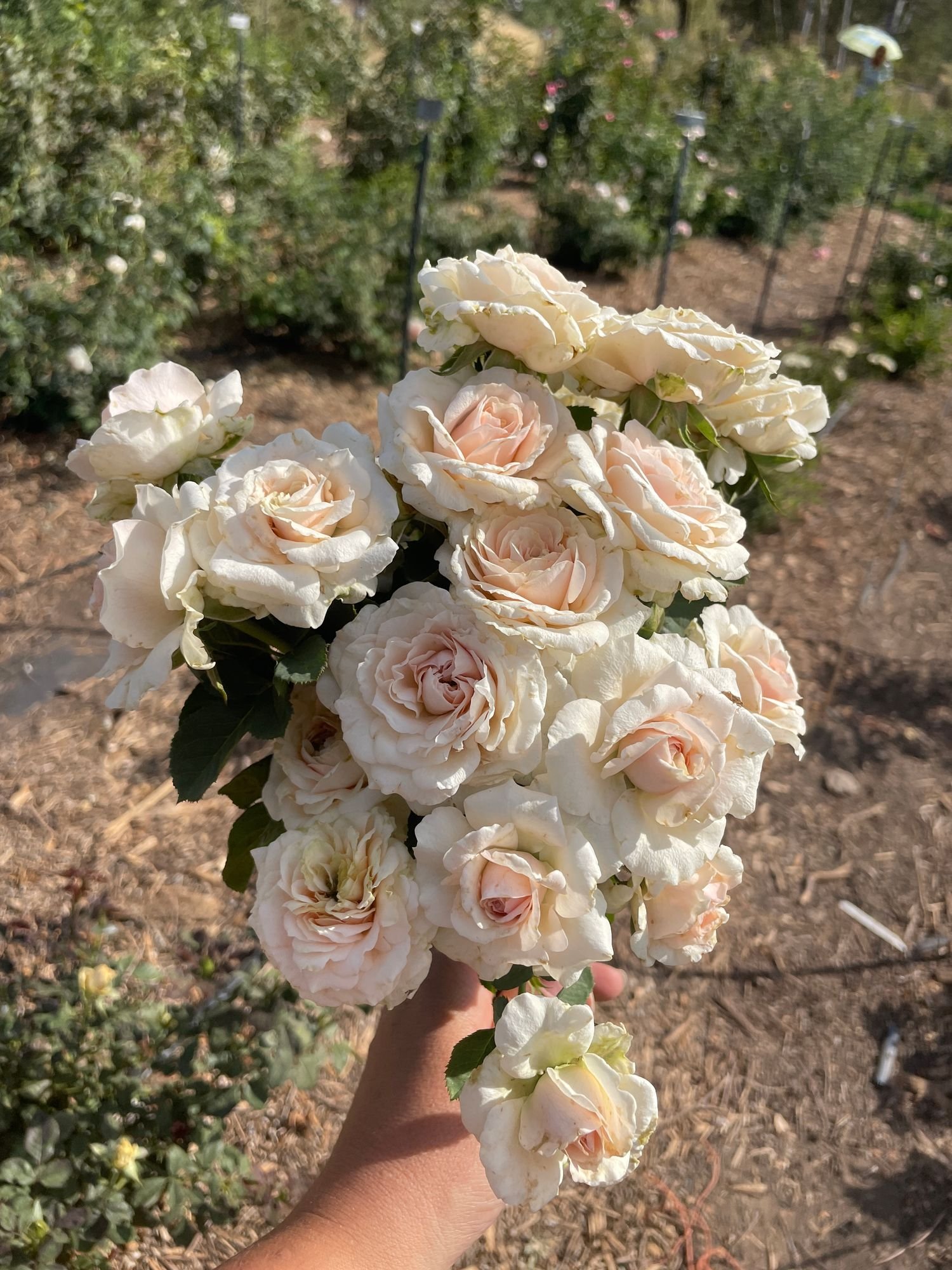 Rose 'J’Adore'