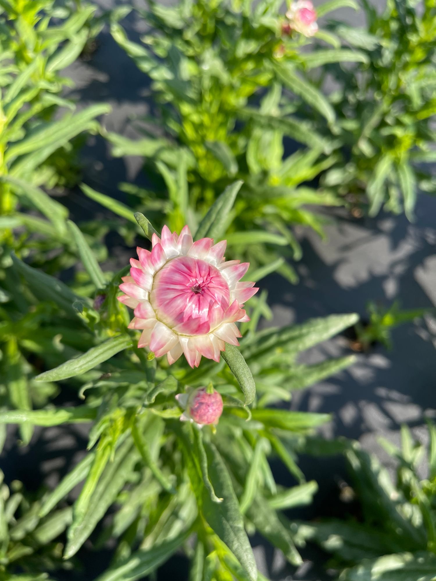 Strawflower 'Silvery Rose'