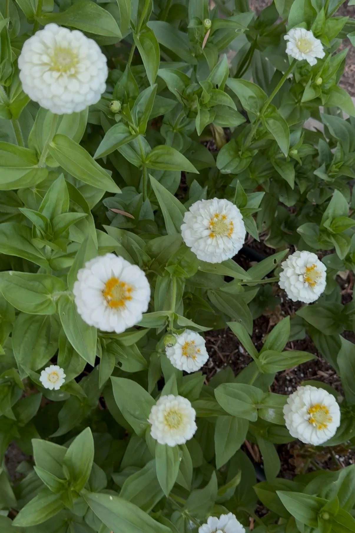 Zinnias 'Oklahoma White'