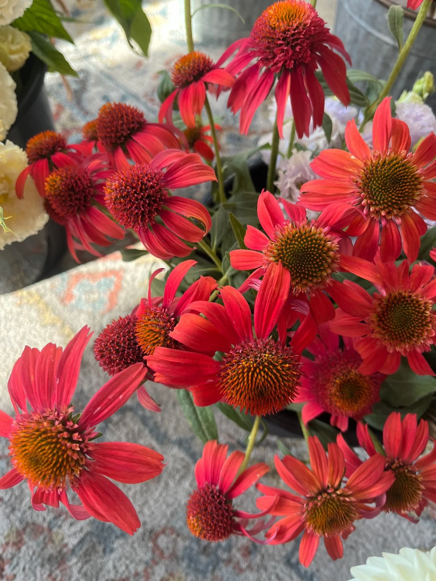 Echinacea 'Double Scoop Cranberry'