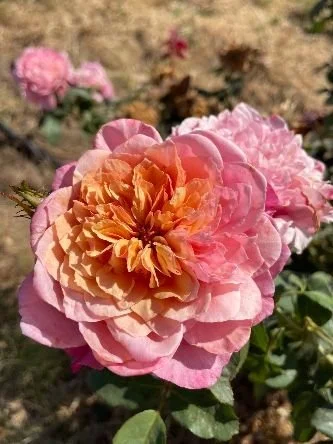 Garden Rose 'Miyabi'