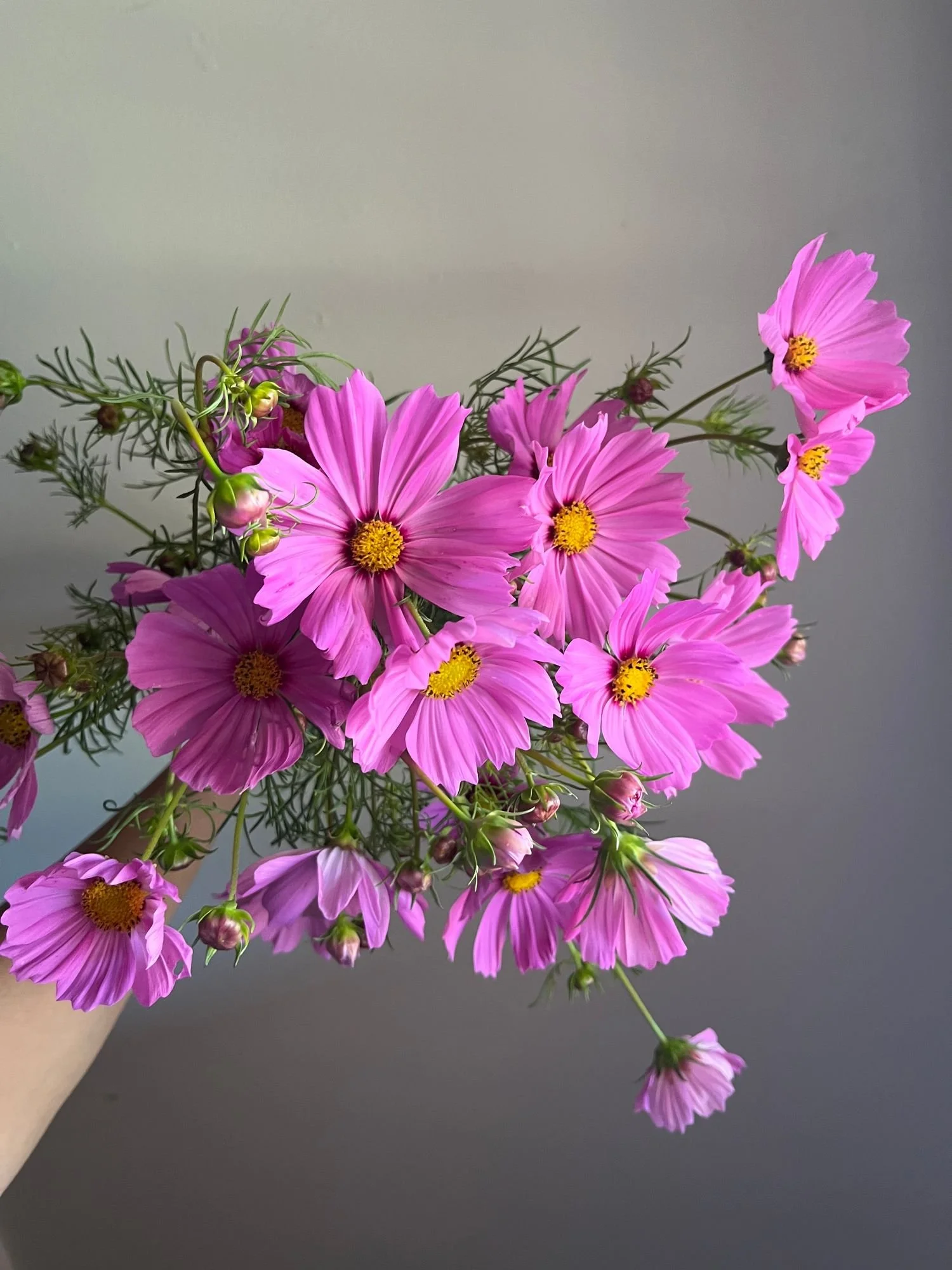 Cosmos 'Sensation Pinkie'