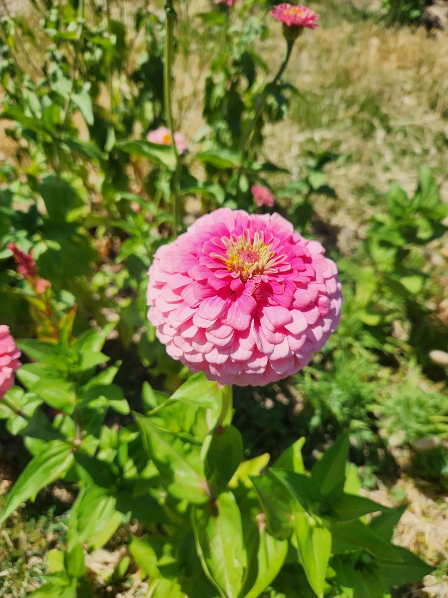 Zinnia 'Benarys Giant Bright Pink'