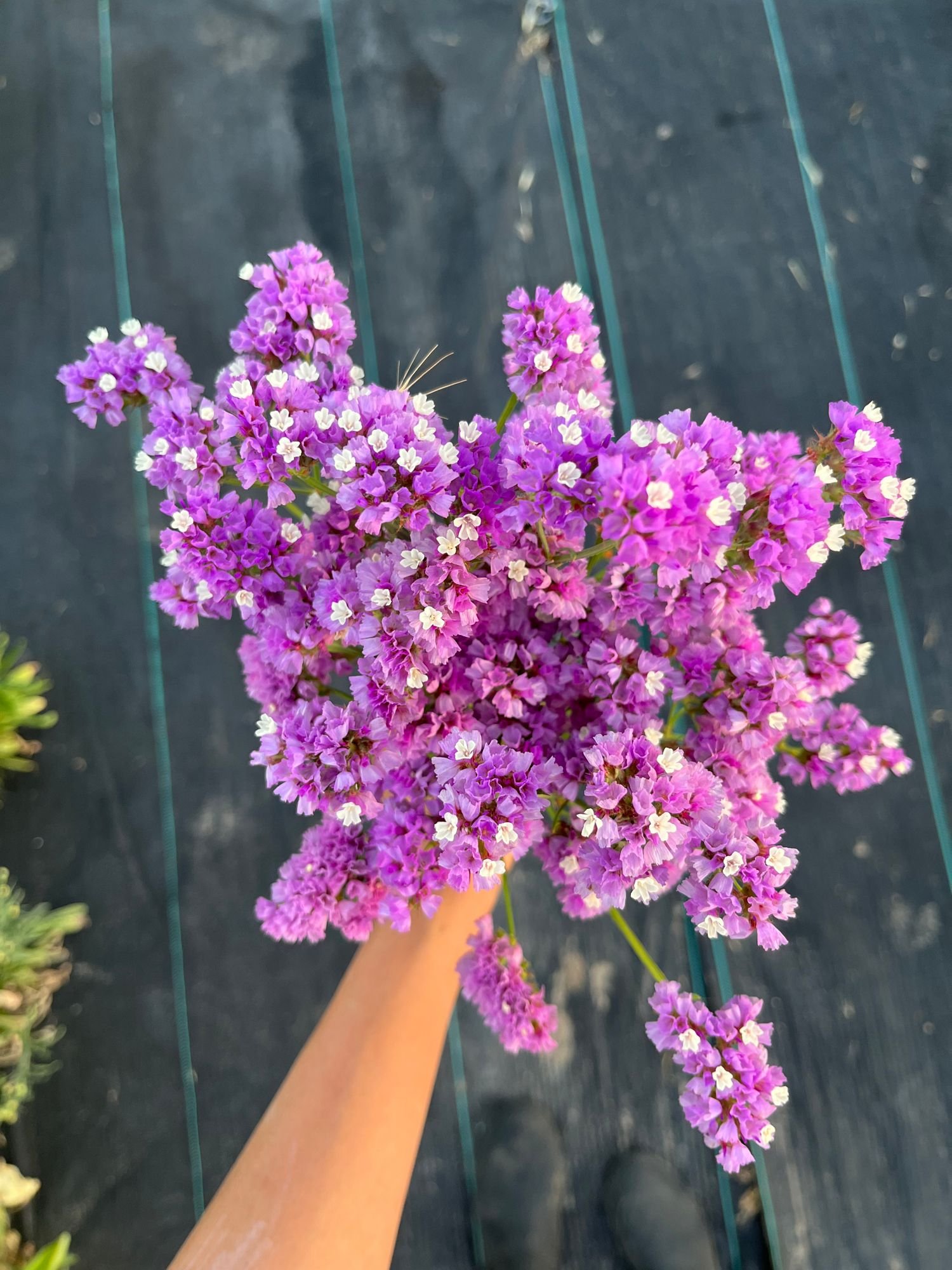 Statice 'Purple'