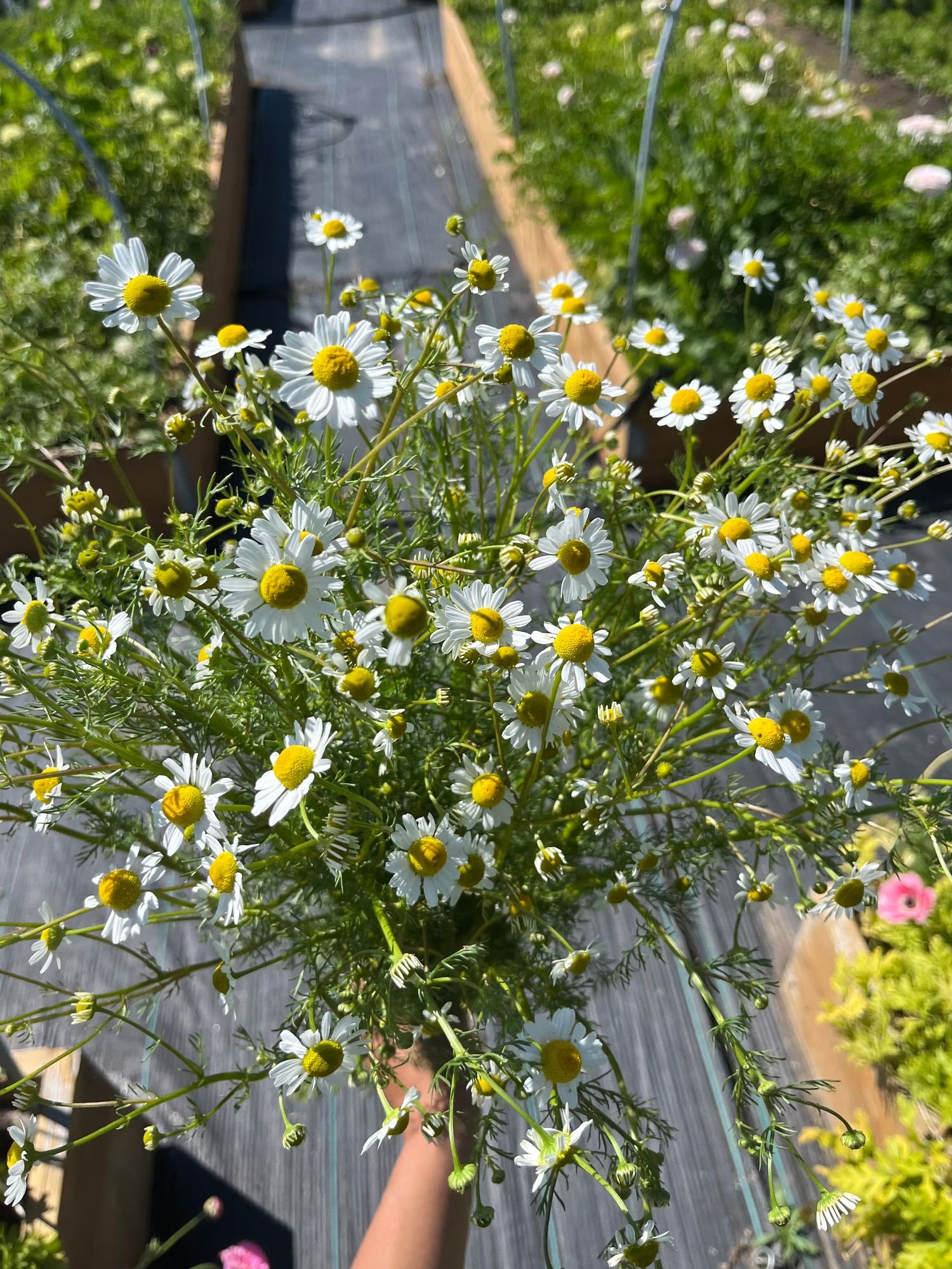Chamomile