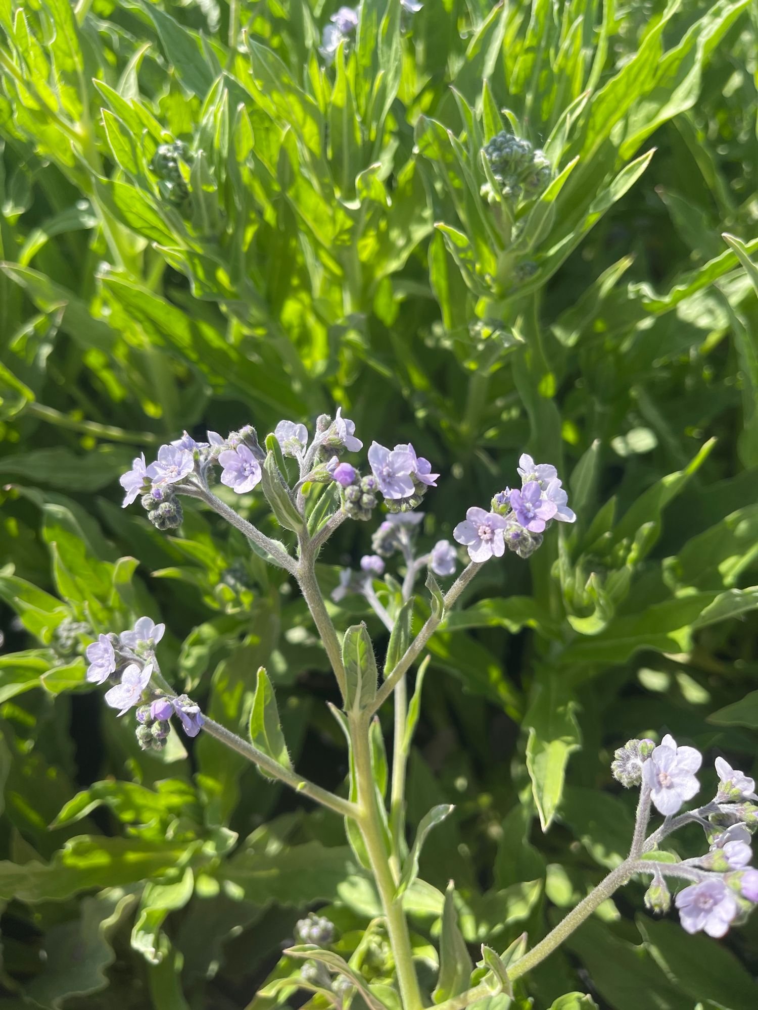 Forget me nots 'Marilyn'