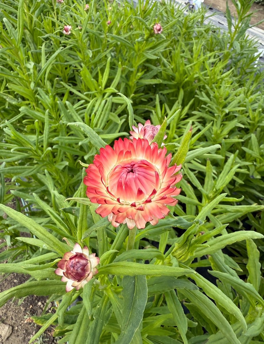 Strawflower 'Apricot'