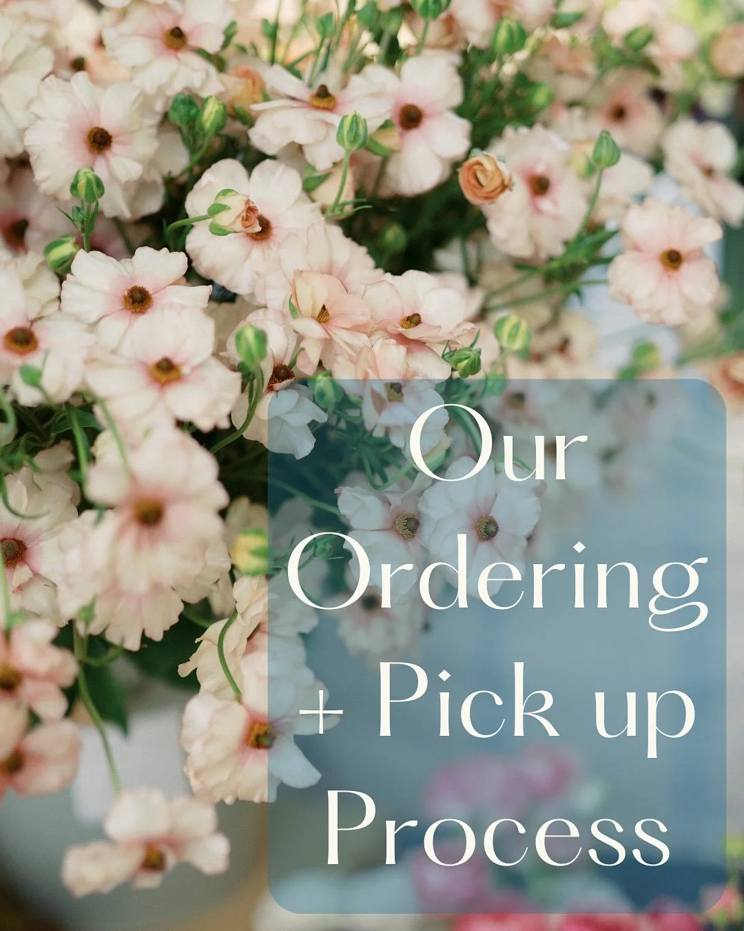 A bit about our ordering + pick up process! We are SO EXCITED to offer Friday direct to farm pick up as a new option! You can now go straight to the farms and grab your freshly harvested blooms on Friday 🌷 When checking out, select Friday as your pi