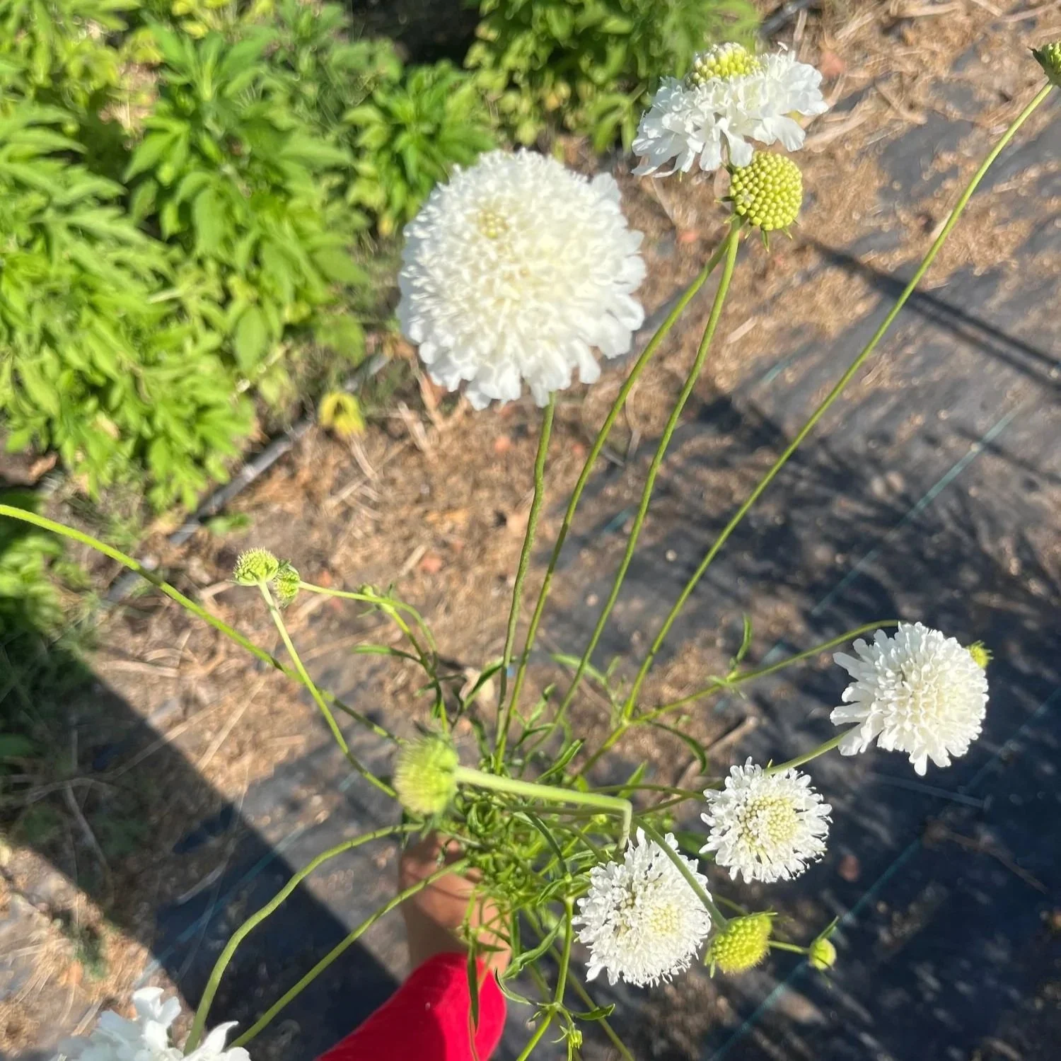 Scabiosa 'Snowmaiden'