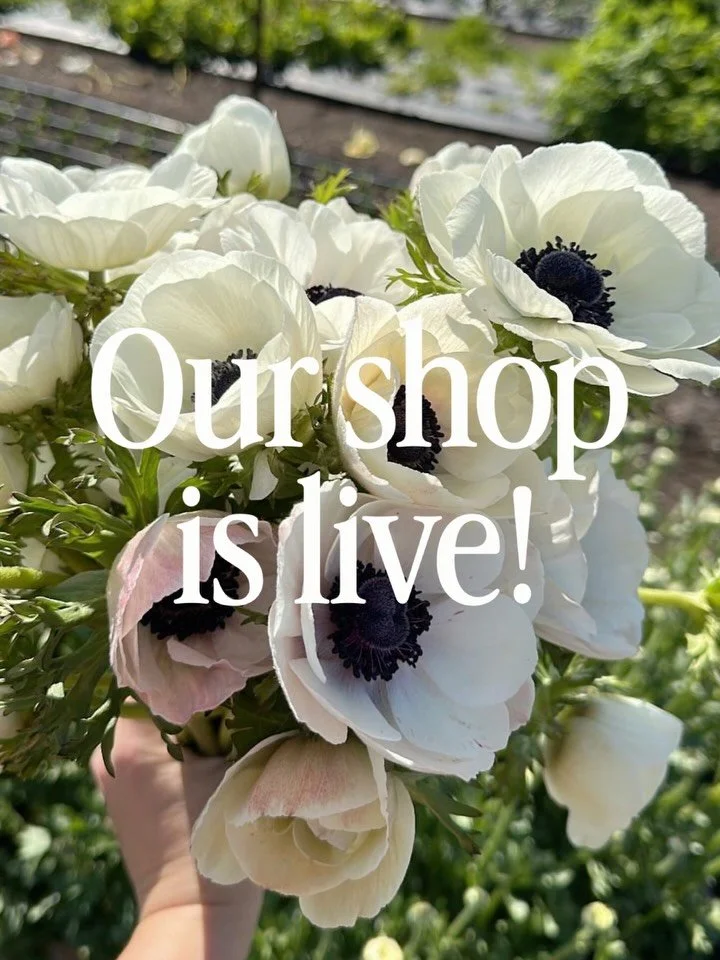 Our first listings of the 2026 season are live on our @rooted_farmers online shop! Head to the link in our bio to see all that&rsquo;s available. Place your order now through Monday at 5pm to pickup on Wednesday, March 11th. Here are just a couple hi