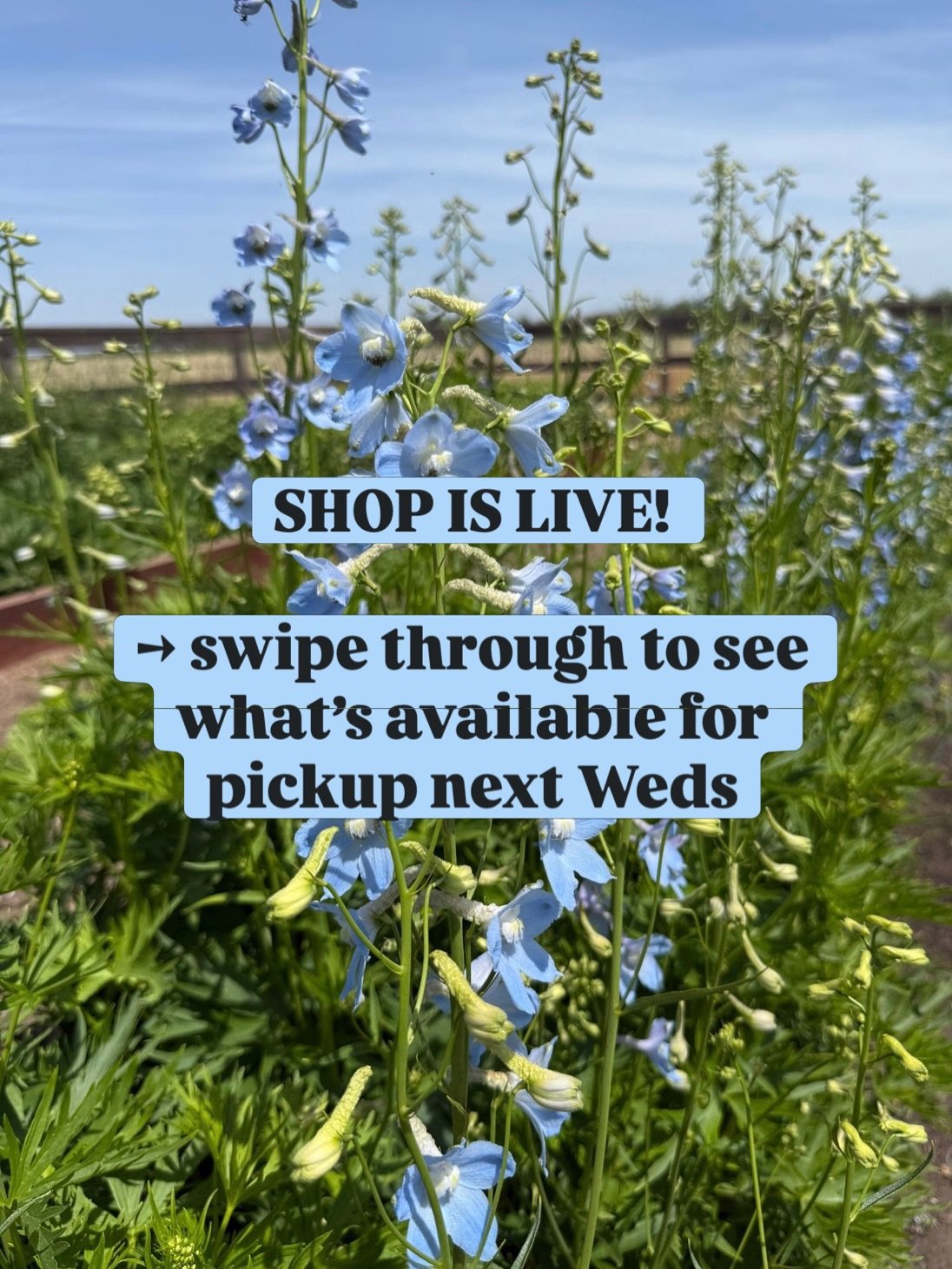 Preordering is live for next week! Swipe through to see what&rsquo;s available, and don&rsquo;t forget to check back over the weekend as growers add inventory. These blooms are going fast due to limited inventory (thanks heat wave!) so if you see som