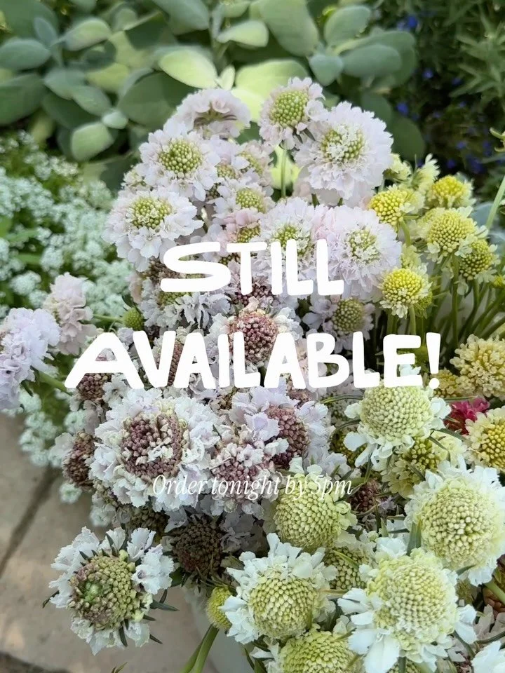 It&rsquo;s June and all our favorite summer flowers are in full bloom including scoop scabiosas, lisis and dahlias! ☀️☀️☀️ So many goodies still available on Rooted this week. Place your order by 5pm tonight online or shoot us to DM to help you get s