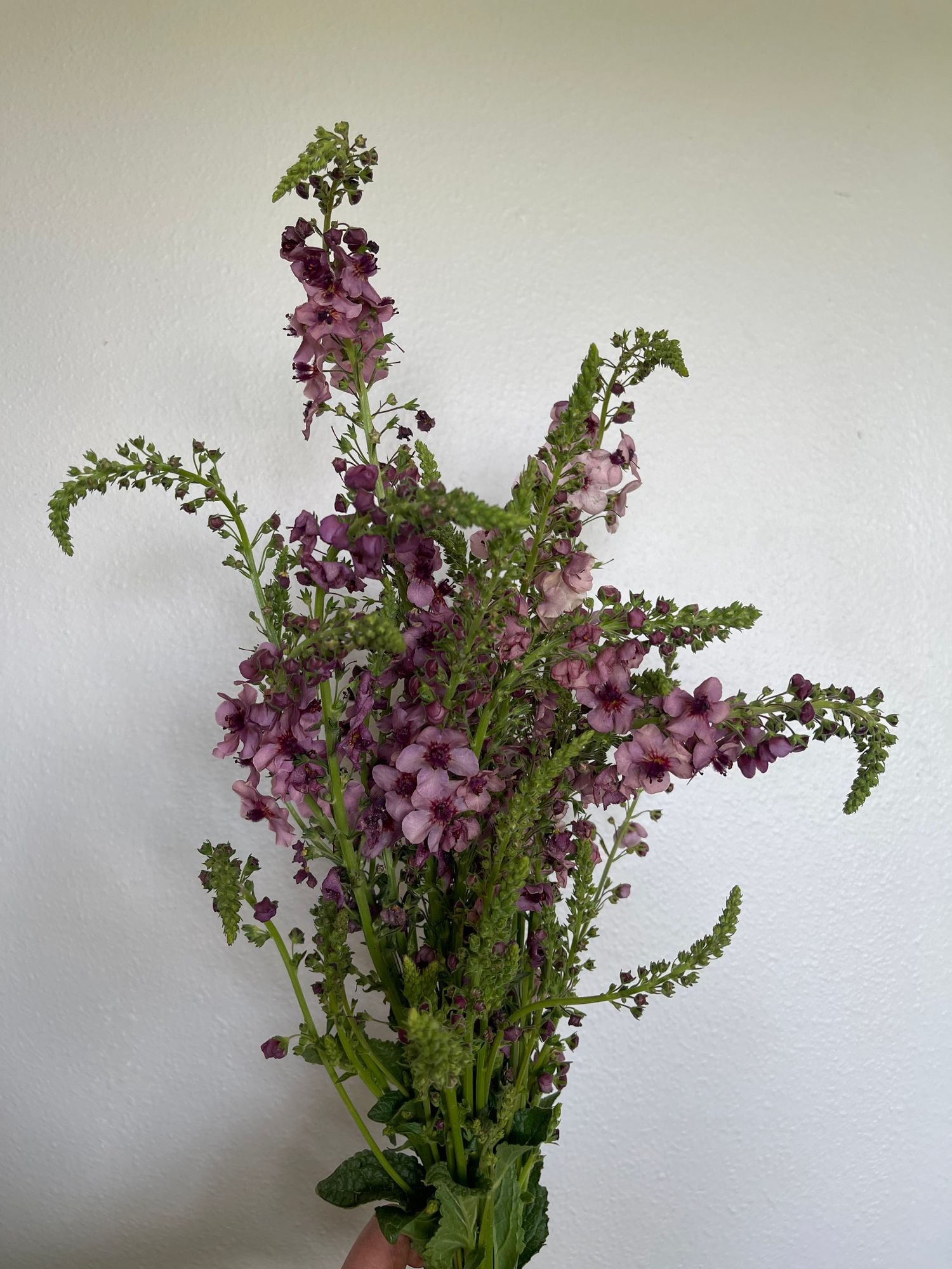 Verbascum