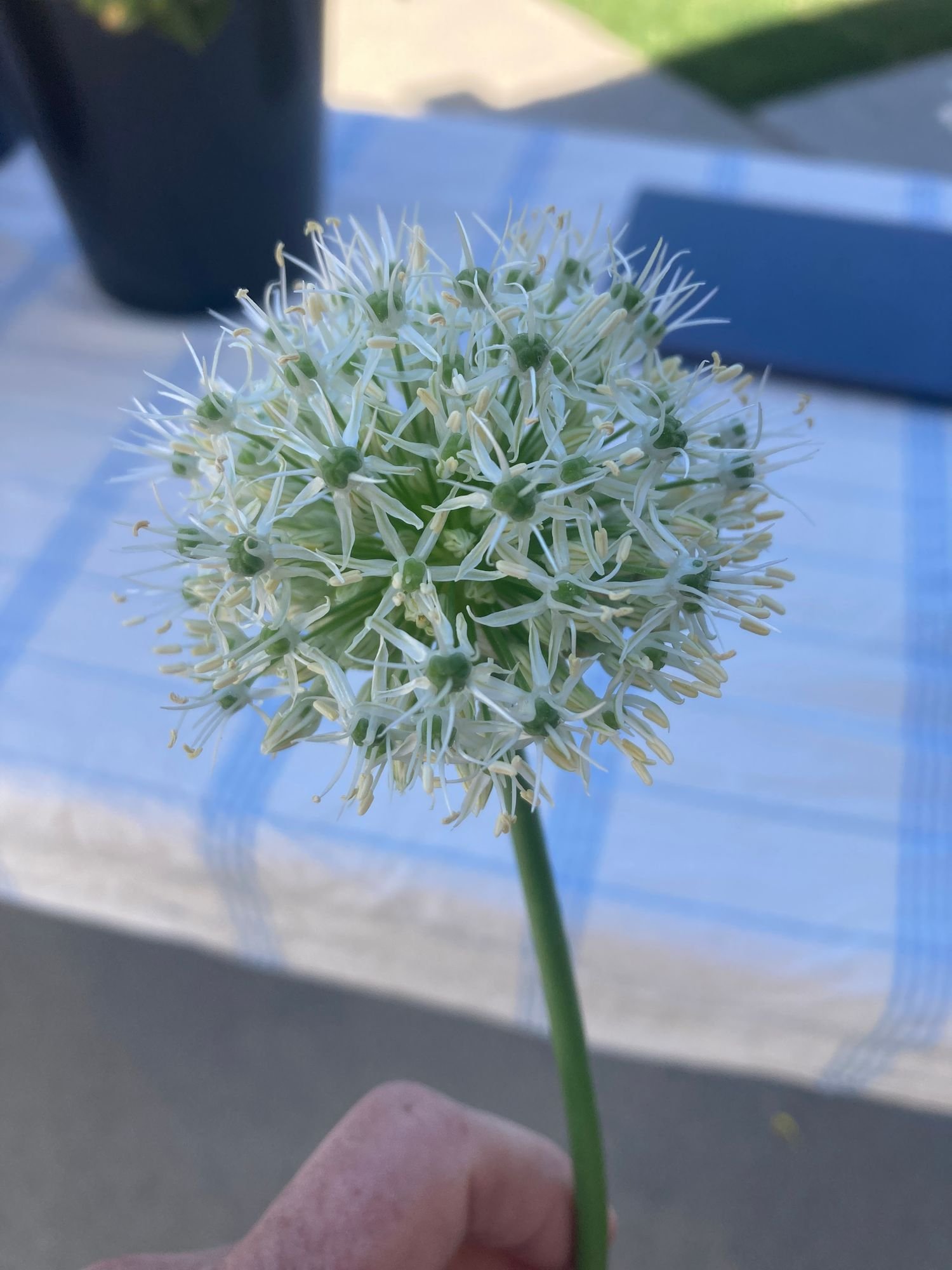 Allium 'Mount Everest'