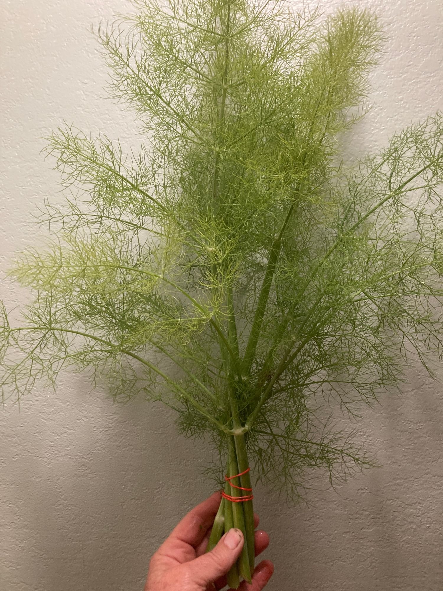 Fennel