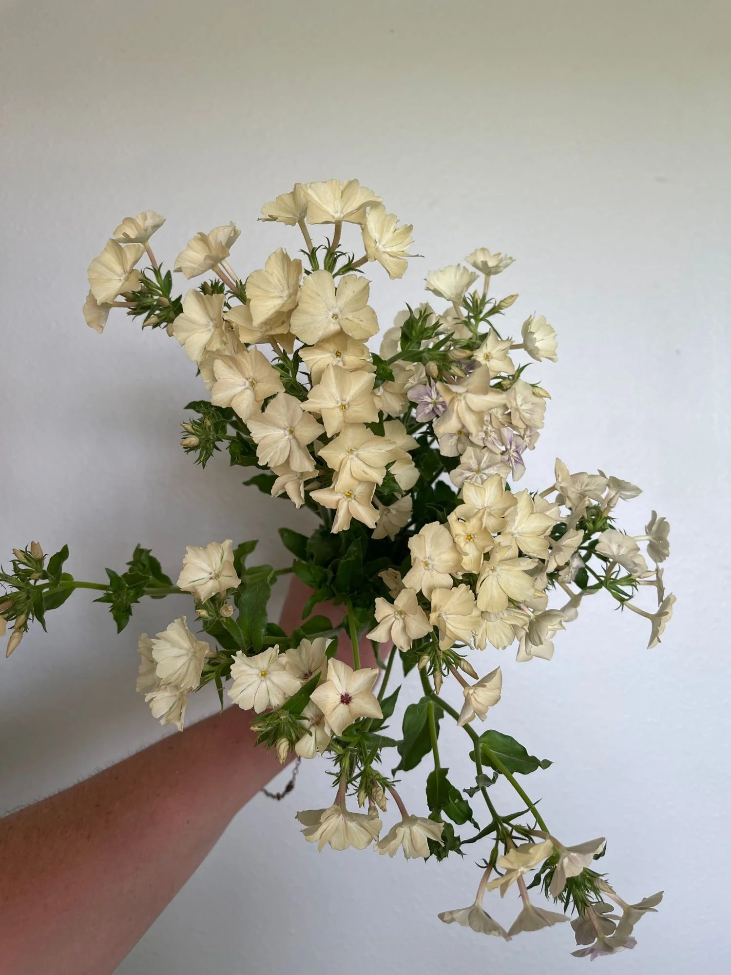 Phlox 'Creme Brulee'