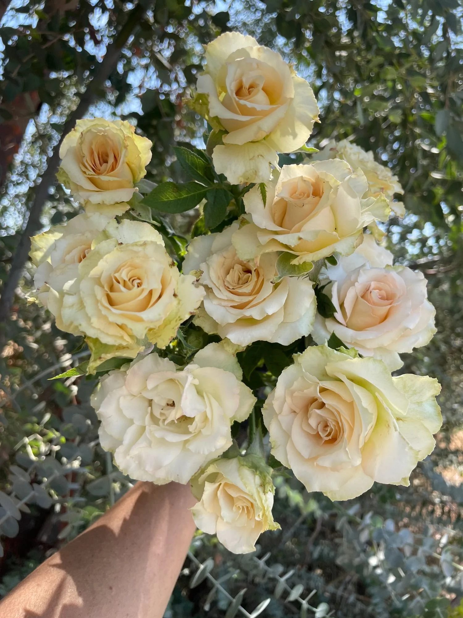 Garden Rose 'Quicksand'