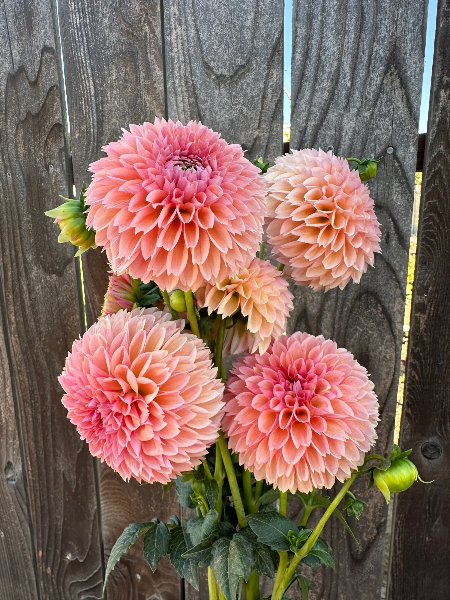 Dahlia 'Lindas Baby'