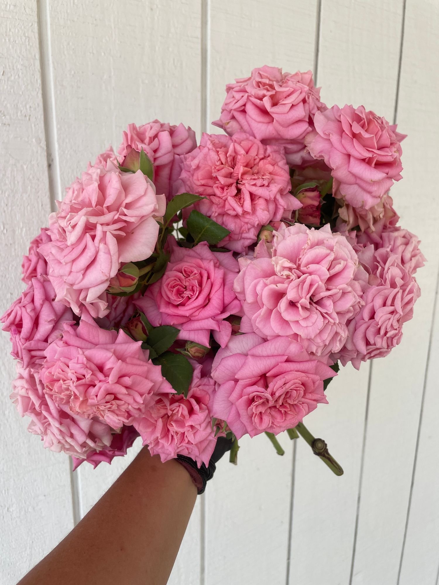 Rose 'Ashley'