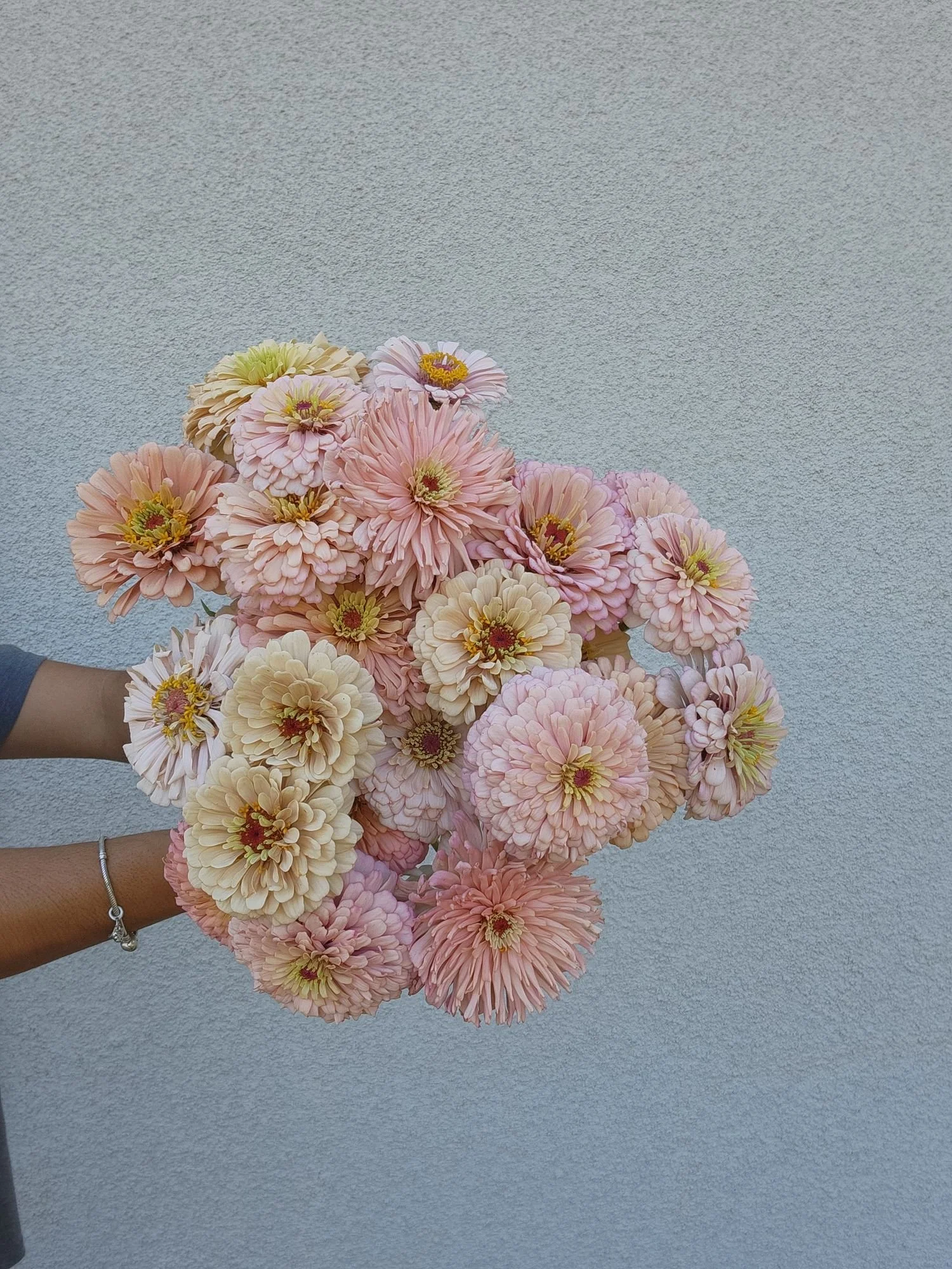 Zinnia 'Ballerina'