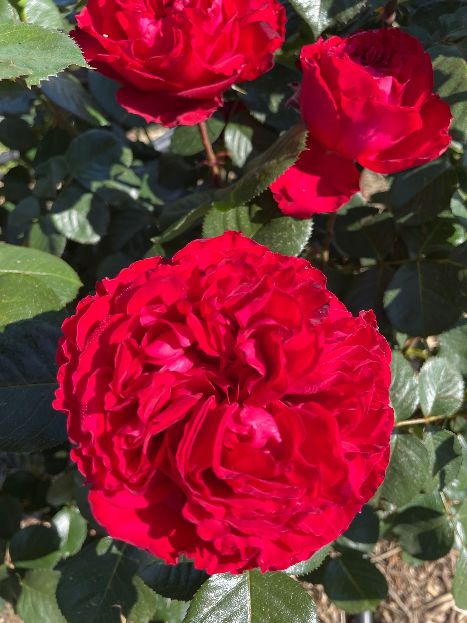 Rose 'Red Triviata'
