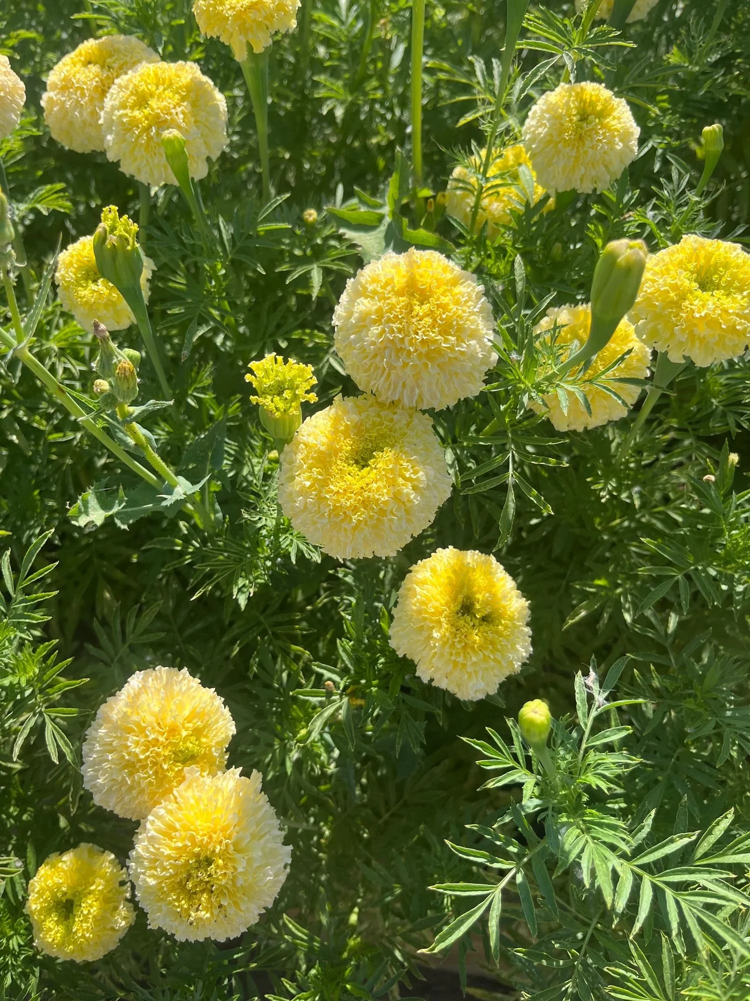 Marigold 'White Swan'