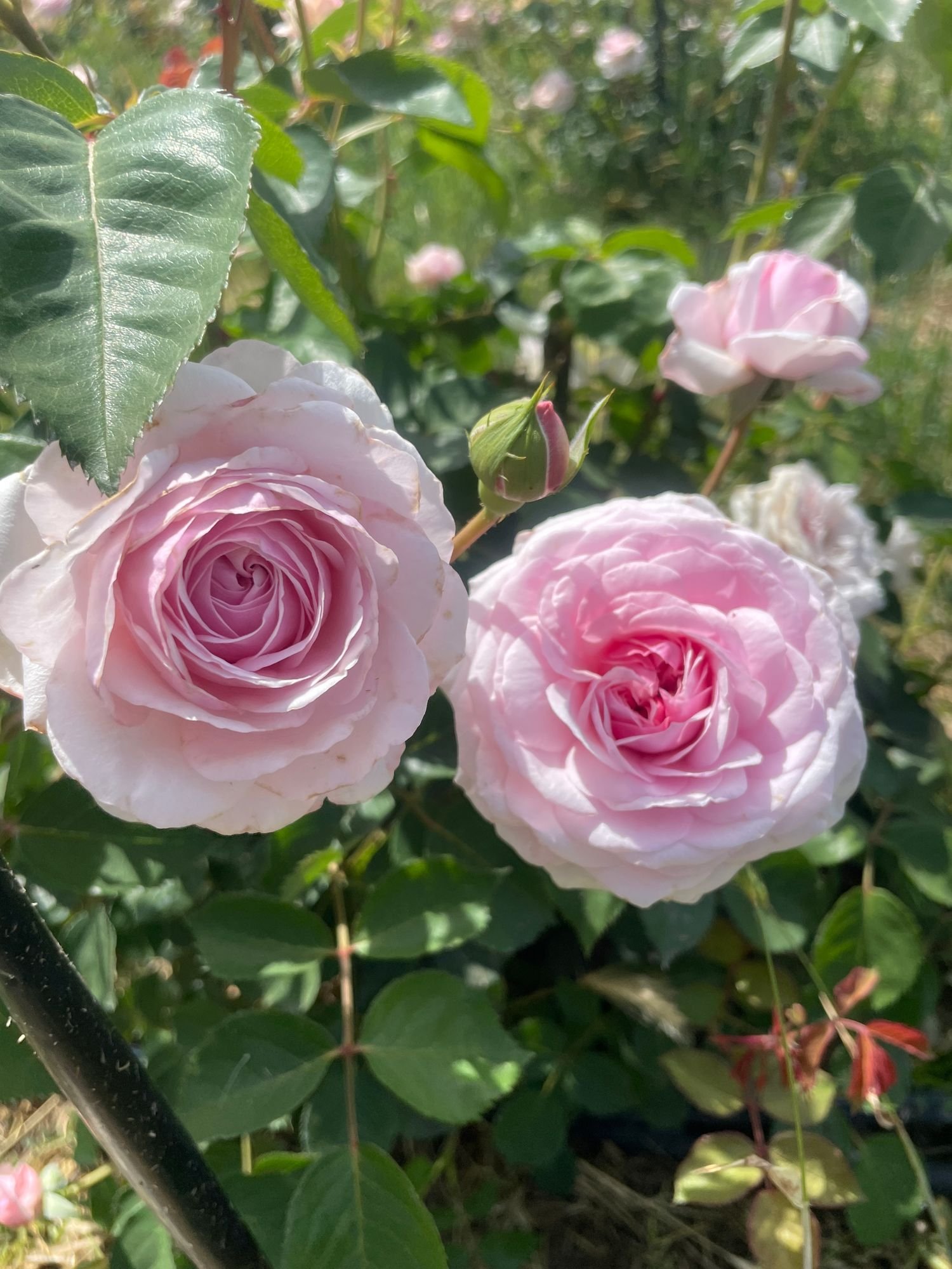 Rose 'Olivia Rose Austin'