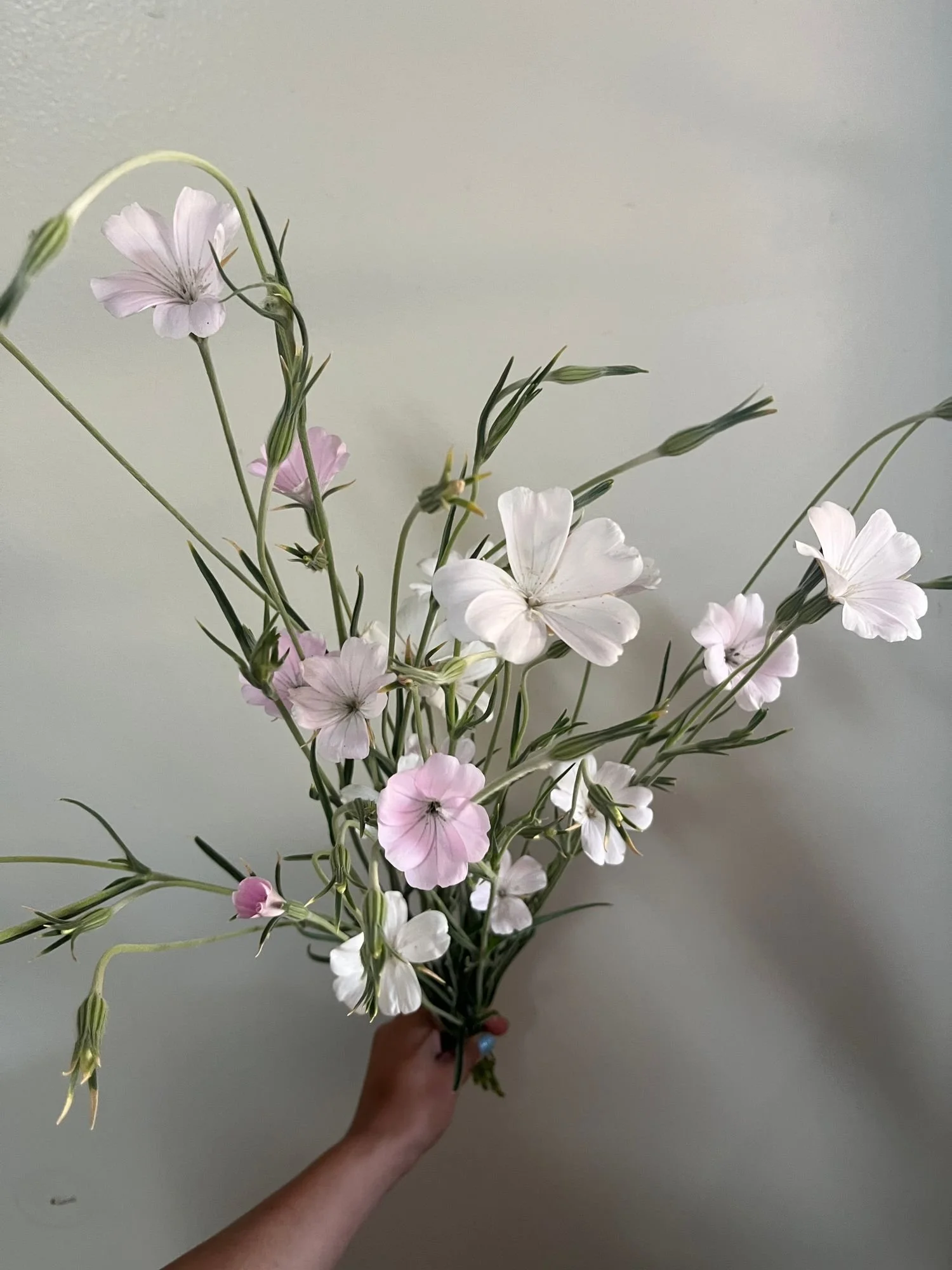 Agrostemma 'Blossom Pearl'