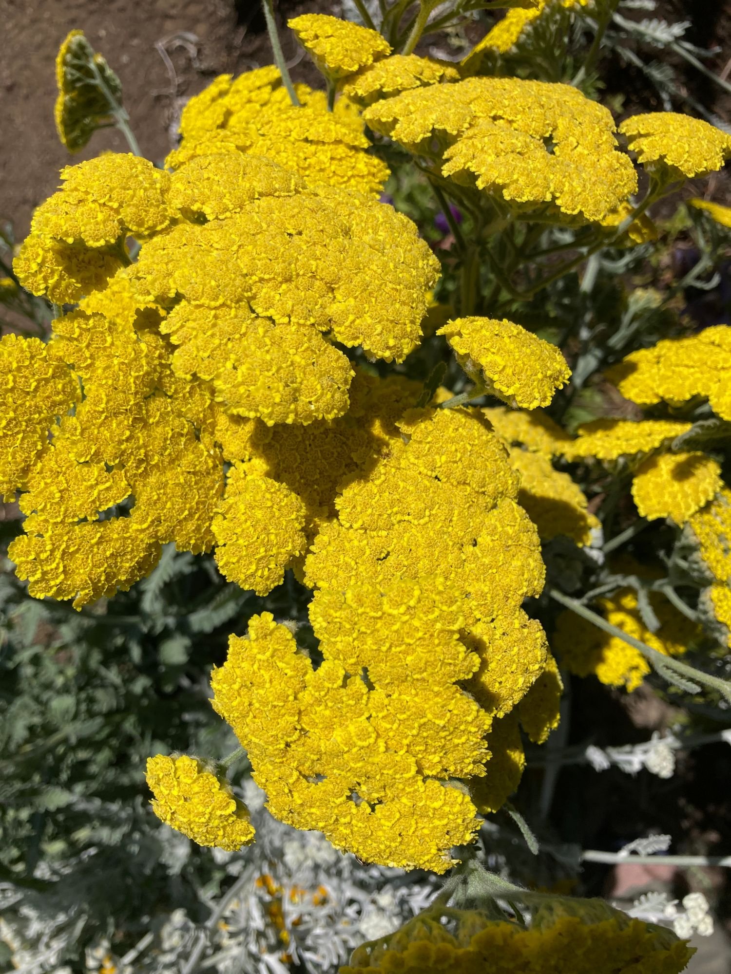 Yarrow 'Moonshine'