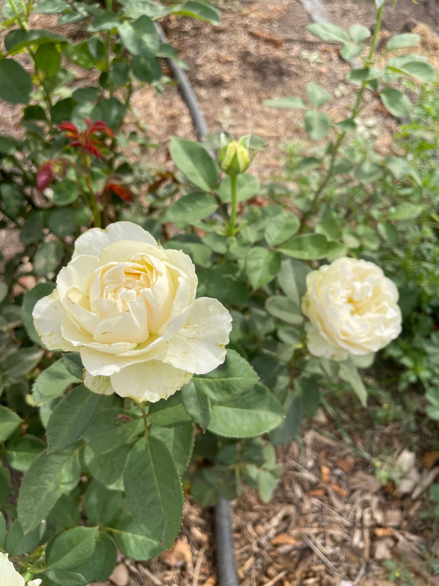 Rose 'Chiffon'