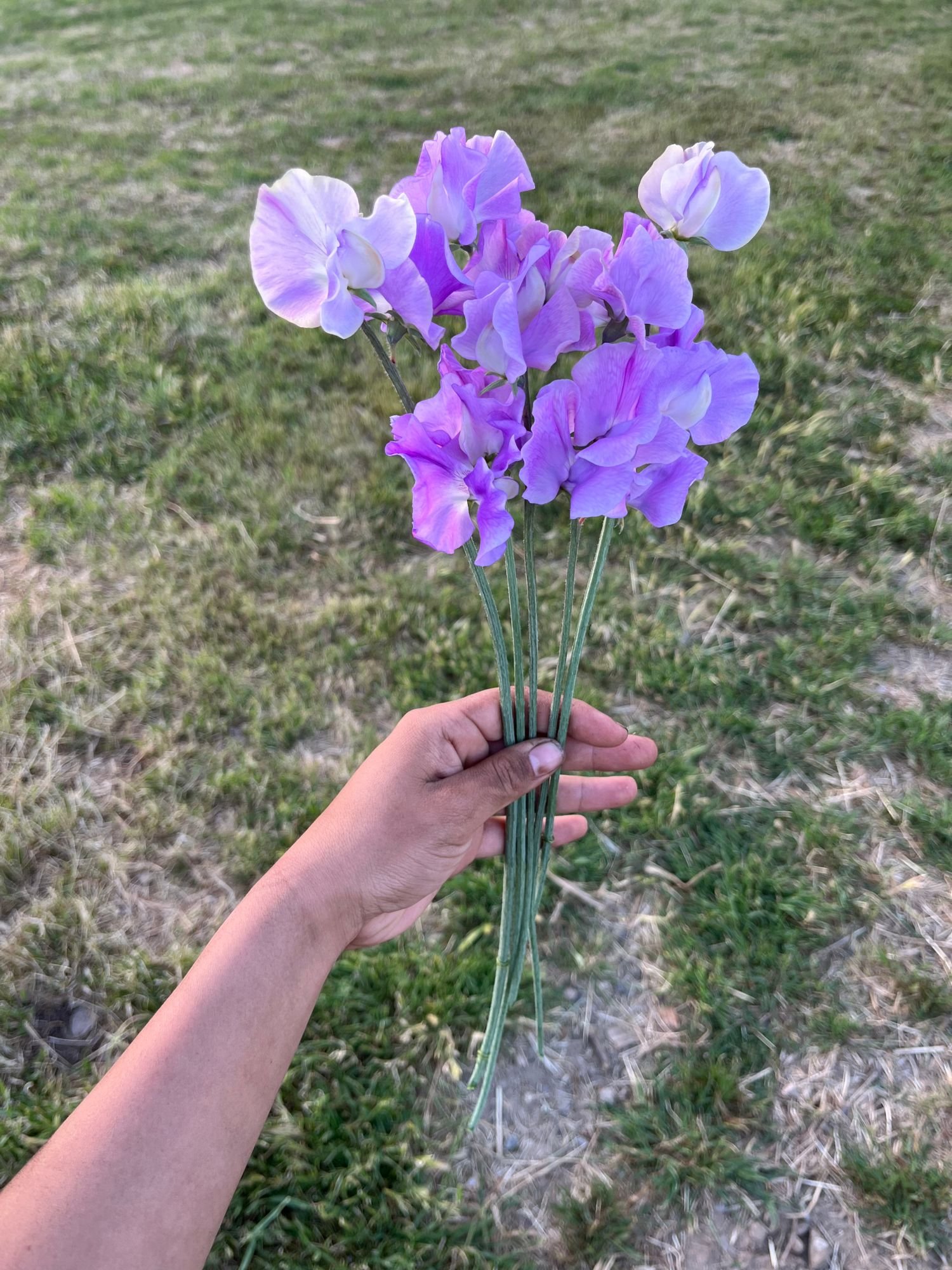 Sweet Pea 'Jacqueline Ann'