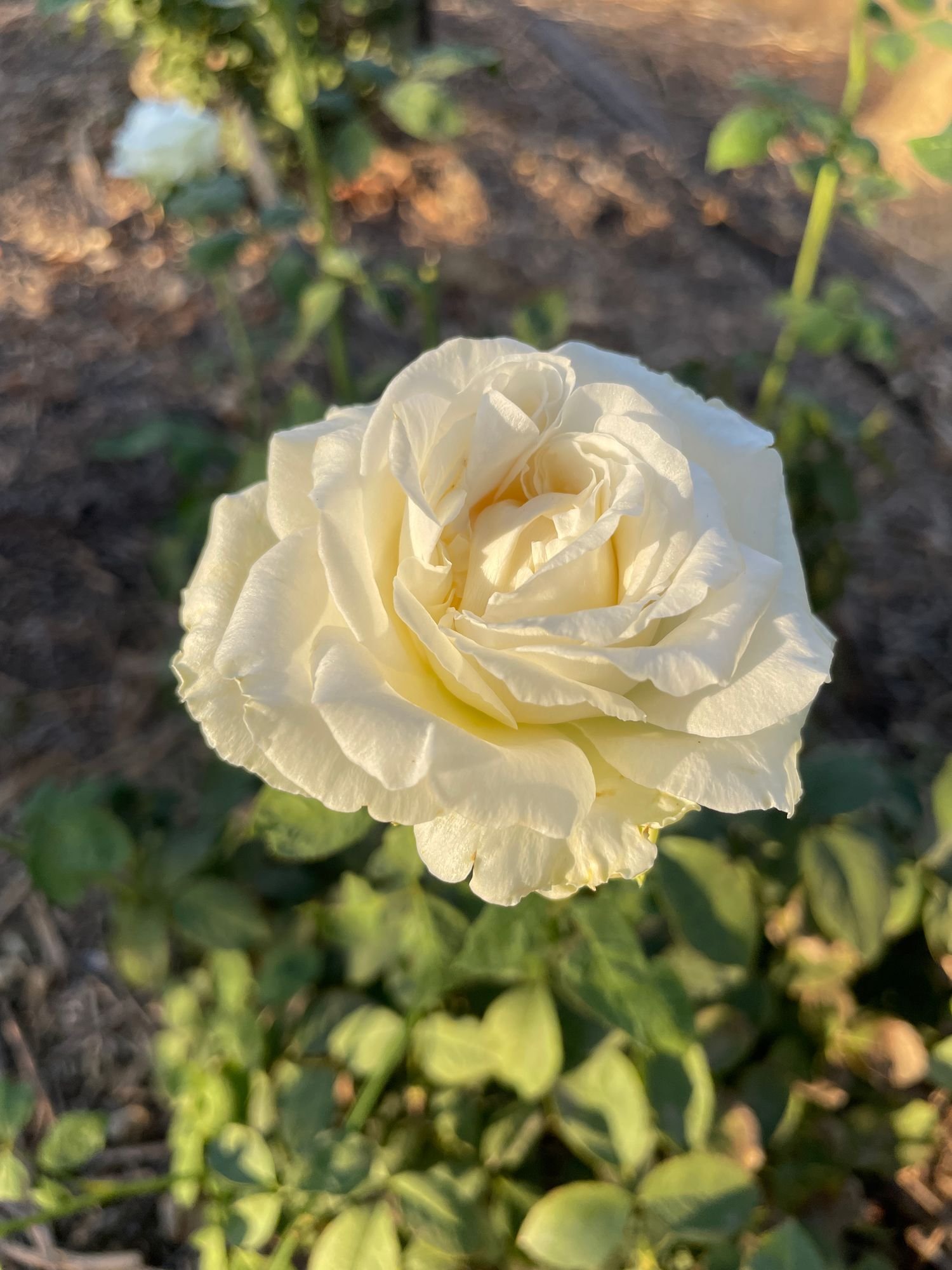 Rose 'White O’Hara'