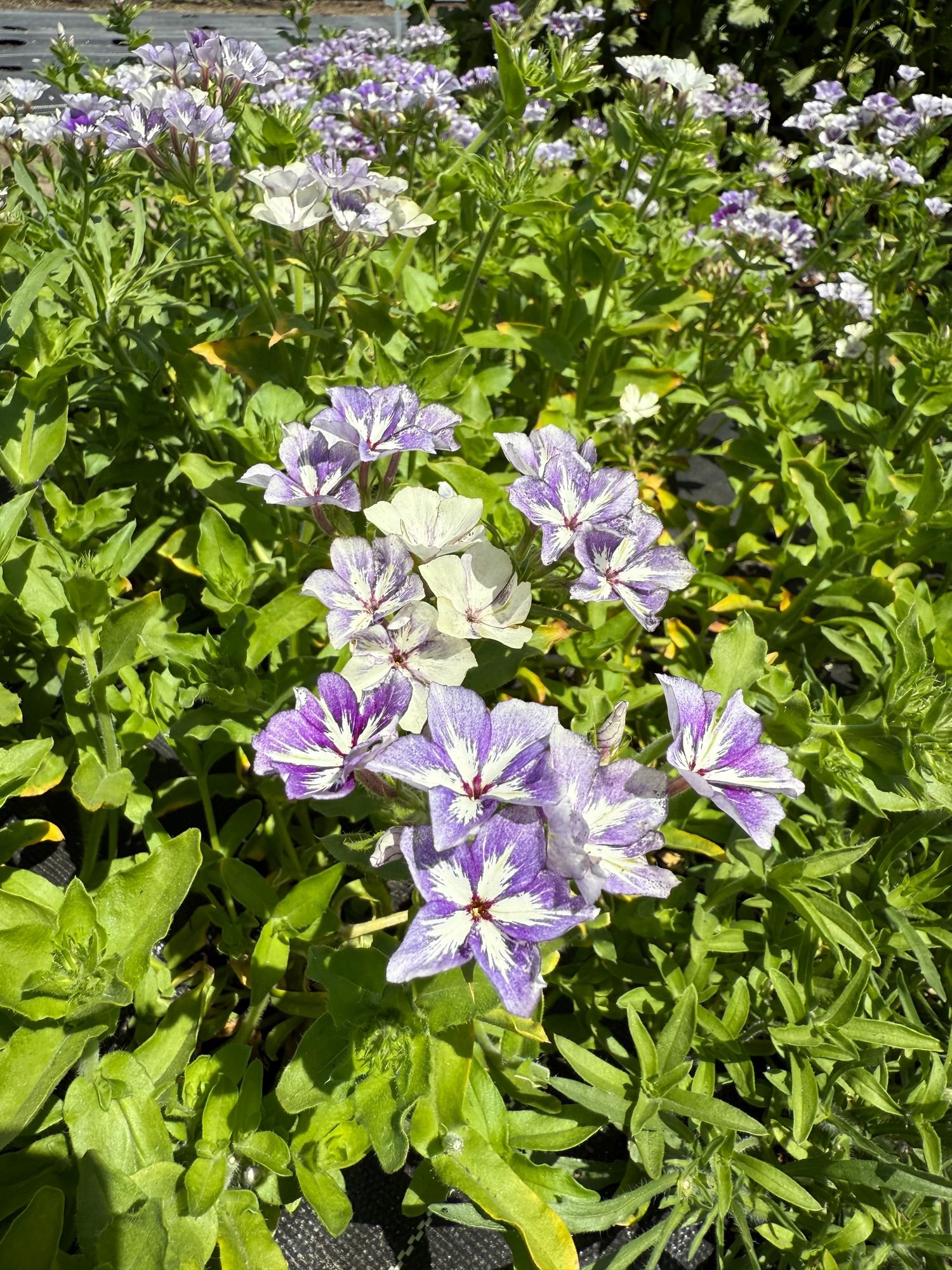 Phlox 'Sugar Stars'